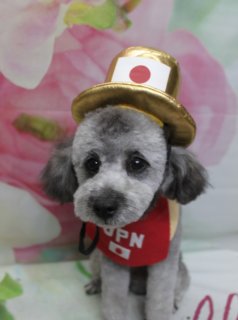 トイプードルの大福くん♪ 花柄背景で春色＆応援フォト！
こんにちは！ 有限会社A HAPPY DOG LIFEです。本日も可愛いわんちゃんがトリミングに来てくれました♪

■ 大福くん、ハーブ歯磨き＆すっきりカットでおめかし

本日はトイプードルの大福くんがご来店✨

トリミングの前に、オプションでハーブ歯磨きをご利用いただきました。お口まわりをやさしくケアしてからカットに入ることで、さっぱりリフレッシュしてトリミングタイムを過ごしてもらえます。

カットは、体を5ミリでスッキリと、四肢は細めの筒状に整えました。お顔は目元がよく見えるベアカットで、黒くまんまるなおめめが引き立つスタイルに。お耳としっぽは長さをそろえて、全体のバランスがきれいに見えるよう仕上げています♪

首元には、ピンクのベルトにハート型チャームとお花のモチーフが付いたチョーカーをコーディネート。やわらかなグレーの被毛とのコントラストが映えて、春らしいおめかしスタイルになりました。

■ 「Hello Spring」花柄背景で春先取りフォト📸

トリミングのあとは、お楽しみの記念撮影タイム♪

背景には、淡いピンクと白のお花が一面に描かれた、春らしいフラワーデザインのセットをセレクトしました。奥行きのあるぼかし調の花柄がふんわり広がり、大福くんのやさしい毛色を引き立ててくれます。

足元には、ピンク色の筆記体で「Hello Spring」と書かれた白いマットを敷き、その上に大福くんがちょこんとおすわり。まんまるフェイスとハートチャーム、花柄背景の組み合わせで、春のごあいさつにもぴったりの一枚になりました💕

■ オプション利用のわんちゃん限定♪ 帽子コーデ応援フォト

ハーブ歯磨きなどのオプションをお選びいただいたわんちゃんには、帽子をかぶった特別フォトもお撮りしています。

大福くんには、金色のシルクハットに日本の国旗モチーフが付いた和テイストの応援ハットと、「JPN」の文字入りバンダナをコーディネート。ピンクとグリーンのお花が描かれた春色背景の前で、きりっとカメラを見つめる姿がとても頼もしい一枚になりました。

さらに、赤いいちご帽子と「Love」ロゴ入りチョーカーを合わせたアップショットもパチリ。つぶらな瞳とふんわりベアカットのお顔に、いちごのニット帽が良く映えて、とびきりキュートな表情を見せてくれました♪

※オプション内容やわんちゃんの様子により、帽子フォトの内容は変わる場合があります

■ ミラノオリンピック、日本選手の金メダルおめでとうございます！

ミラノオリンピックでは、日本の選手が早速金メダルを獲得しました！

サロンでも、大福くんのような応援コーデで、日本代表をみんなで一緒に応援しています。トリミングの記念フォトとあわせて、「頑張れ日本！」の気持ちを込めた一枚を残してみませんか？

■ わんちゃんに優しいトリミング＆毎月変わる無料フォト

当サロンでは、わんちゃん一頭一頭にしっかり時間をかけ、負担の少ない丁寧な施術を心がけています。トリマーにも無理のない頭数調整を行い、落ち着いた環境のなかでトリミングを行うことで、わんちゃんがリラックスして過ごせるよう配慮しています。

トリミング後には、毎月変わる背景セットで記念撮影♪ 季節に合わせた背景に、首飾りやリボン、蝶ネクタイ、帽子、洋服など、わんちゃんの可愛さを引き立てるアイテムを多数ご用意しています。

被り物・洋服は約300着の中から、その子の雰囲気や毛色に合わせてお選びいただけます。撮影したお写真のデータは無料でお渡ししていますので、ご家族での記念や季節のごあいさつ用のお写真として、ぜひご活用ください。

■ 本日のわんちゃんの料金目安（トイプードル 5.5kg未満の場合）

シャンプーコース：4,980円（税込）
シャンプーカットコース：5,980円（税込）
トリミングコース：45日以内 7,980円（税込）／46～52日 8,420円（税込）／53～59日 8,860円（税込）／60日以上 9,300円（税込）
※犬の体格・毛量・オプション内容により、所要時間・料金は変わる場合があります ※トリミングコースは前回のトリミングからの日数により料金が変動します。45日以内のご利用がお得です

========================
🐾トリマーブログはこちらから🐾
https://doging.com/category/trimmer/
========================

【有限会社A HAPPY DOG LIFE】
住所：千葉県鎌ケ谷市西道野辺8-18
営業時間：9:00〜17:30
定休日：不定休（事前予約・問い合わせ推奨）
駐車場：あり（事前確認推奨）
支払方法：記載なし
丁寧で負担の少ないトリミングと、毎月背景が変わる無料の記念撮影サービスで、愛犬との暮らしをサポートしています。

#トイプードル#トリミングサロン #鎌ケ谷 #犬のいる暮らし #ペットフォト