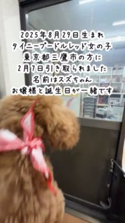 2025年8月29日生まれ、タイニープードル子犬レッド女の子（ゴム無）、東京都三鷹市にお住まいのご家族に2月7日引き取られました。名前はスズちゃん。
お嬢様と誕生日が一緒です。

降雪予報で急遽1日お迎えが早くなりましたが、飼い主さんの飼い始めの負担が少なくなるように、スタッフのトリマーがお渡し前にトリミングをしました。

#トイプードル子犬
#トイプードルブリーダー
#トイプードルレッド

#イニシャルDの一族
#語彙WD