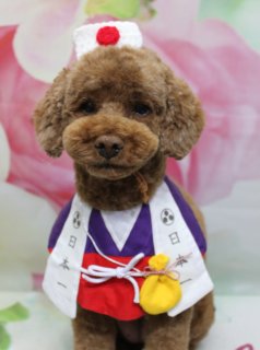 トイプードルのモカちゃん♪ オゾンシャワー＆節分コーデで春色フォト！
こんにちは！ 有限会社A HAPPY DOG LIFEです。本日も可愛いわんちゃんがトリミングに来てくれました♪

■ モカちゃん、オゾンシャワー＆薬用シャンプーですっきりケア

本日はトイプードルのモカちゃんがご来店✨

まずはオプションでオゾンシャワーと薬用シャンプーをご利用いただきました。皮膚・被毛をやさしく洗い上げながら、すっきりリフレッシュしてからカットに入っています。

カットは、体は8ミリで全体的にスッキリと、お手入れしやすい長さに。足は体とのバランスを見ながら筒状に整え、まっすぐきれいなシルエットに仕上げました。お顔は丸いベアカットに、お耳はフチで丸くカットしてコンパクトに。黒くまんまるなおめめとお鼻がよく見える、幼い雰囲気のスタイルになりました♪

■ オプションご利用わんこ限定♪ 帽子コーデで節分＆春フォト📸

トリミングのあとは、お楽しみの記念撮影タイム♪

当サロンでは、オゾンシャワーや温浴、薬用シャンプーなどオプションをお選びいただいたわんちゃん限定で、帽子を使った特別フォトをお撮りしています。

1枚目は、白い帽子と紫色の襟、赤い前掛け付きの和風コーデ。白い衣装には黒い文字や丸い模様が描かれていて、黄色い小さな巾着風の飾りもポイントに。モカちゃんがちょこんとおすわりしてこちらを見つめる姿は、節分や合格祈願のフォトにもぴったりの一枚になりました♪

2枚目は、黄色い毛糸で作られたツノ付きのヘッドバンドと、黄色×黒の虎柄バンダナで鬼さん風コーデにチェンジ。まんまるフェイスと垂れたお耳、つぶらな瞳に、節分らしい小物がよく映えて、可愛い「春色おにさん」スタイルになりました。

3枚目は、ピンクのフリル付きよだれかけと大きなハートのアップリケ、白いネコモチーフのヘアアクセサリーでガーリーなコーデに。ピンクの花柄背景と組み合わせて、バレンタインや春のごあいさつにも使いやすい、甘めのショットが撮れました💕

4枚目は、ピンクのリボンに赤とピンクのハート型チャームが付いたチョーカーでシンプルにおめかし。花柄背景とピンクのマットの上でちょこんと座るモカちゃんは、ふんわり春色フォトにぴったりです。

背景には、淡いピンクと白のお花が一面に描かれたフラワーデザインを使用。柔らかなぼかし調の花柄が広がり、モカちゃんのブラウンの被毛とカラフルなコーデをやさしく引き立ててくれます。

■ わんちゃんに優しいトリミング＆毎月変わる無料フォト

当サロンでは、わんちゃん一頭一頭にしっかり時間をかけ、負担の少ない丁寧な施術を心がけています。トリマーにも無理のない頭数調整を行い、落ち着いた環境のなかでトリミングを行うことで、わんちゃんがリラックスして過ごせるよう配慮しています。

トリミング後には、毎月変わる背景セットで記念撮影♪ 季節に合わせた背景に、首飾りやリボン、蝶ネクタイ、帽子、洋服など、わんちゃんの可愛さを引き立てるアイテムを多数ご用意しています。

被り物・洋服は約300着の中から、その子の雰囲気や毛色に合わせてお選びいただけます。撮影したお写真のデータは無料でお渡ししていますので、ご家族での記念や季節のごあいさつ用のお写真として、ぜひご活用ください。

■ 本日のわんちゃんの料金目安（トイプードル 5.5kg未満の場合）

シャンプーコース：4,980円（税込）
シャンプーカットコース：5,980円（税込）
トリミングコース：45日以内 7,980円（税込）／46～52日 8,420円（税込）／53～59日 8,860円（税込）／60日以上 9,300円（税込）
※犬の体格・毛量・オプション内容により、所要時間・料金は変わる場合があります ※トリミングコースは前回のトリミングからの日数により料金が変動します。45日以内のご利用がお得です

========================
🐾トリマーブログはこちらから🐾
https://doging.com/category/trimmer/
========================

有限会社A HAPPY DOG LIFE

#トイプードル #トリミングサロン #鎌ケ谷 #犬のいる暮らし #ペットフォト