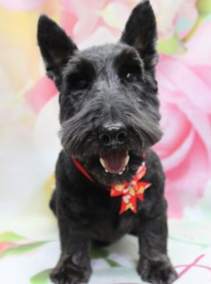 🌸《スコティッシュテリアのバーニーくんご来店♪》
＼黒×赤リボン×花柄で春色フォト／

本日はスコティッシュテリアのバーニーくんがトリミングに来てくれました✨

✂︎ ボディはバリカン5ミリでスッキリ
✂︎ 足は全体のバランスを見ながら短めにカット
✂︎ 口ひげ＆眉はスコティッシュテリアらしいシルエットをキープ
✂︎ お顔周りは目がよく見えるようにラインを調整

首元には、白い模様が入った赤いリボンのチョーカーをコーディネート🎀
ソリッドな黒い被毛とのコントラストで、きりっとしつつ可愛らしいおめかしスタイルに♪

📸 トリミング後はお楽しみの記念撮影タイム
・淡いピンク＆白いお花が一面に描かれた春らしい背景
・足元にはピンクライン模様のマット
・その上に、バーニーくんがちょこんとおすわり🌷

黒くつややかな被毛と赤いリボン、やさしい花柄背景のコントラストがとてもきれいで、春のごあいさつにもぴったりな一枚になりました💕

当サロンでは、わんちゃん一頭一頭にしっかり時間をかけた、負担の少ない丁寧なトリミングを行っています。トリマーにも無理のない頭数調整を行い、落ち着いた環境づくりを心がけています🐾

トリミング後は、毎月変わる背景セットで無料の記念撮影♪
首飾り・リボン・蝶ネクタイ・帽子・洋服などのアイテムも多数ご用意。被り物・洋服は約300着の中から、その子の雰囲気や毛色に合わせてお選びいただけます。
撮影したお写真のデータは無料でお渡ししていますので、ご家族での記念や季節のごあいさつ用に、ぜひご活用ください📷

※犬種・体格・毛量・オプション内容により、所要時間・料金は変わる場合があります
※トリミングコースは前回のトリミングからの日数により料金が変動します（45日以内のご利用がお得です）

【有限会社A HAPPY DOG LIFE】
住所：千葉県鎌ケ谷市西道野辺8-18
営業時間：9:00〜17:30
定休日：不定休（事前予約・問い合わせ推奨）

安心・丁寧なトリミング、子犬販売、ペットホテルまで、愛犬との幸せな暮らしをトータルでサポートしています。

#スコティッシュテリア #トリミングサロン #鎌ケ谷トリミング #犬のいる暮らし #記念撮影