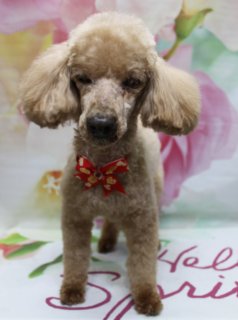 トイプードルのピースくん♪ 花柄背景で春色ハート蝶ネクタイフォト！
こんにちは！ 有限会社A HAPPY DOG LIFEです。本日も可愛いわんちゃんがトリミングに来てくれました♪

■ ピースくん、体8ミリ＆顔バリですっきりスタイルにおめかし

本日はトイプードルのピースくんがご来店✨

全身は体8ミリでスッキリと、お手入れしやすい長さにカットしました。足は体とのバランスを見ながら整え、ころんとしたシルエットになるよう仕上げています。

お顔は顔バリでスッキリとしたラインに。黒いお鼻とマズルの形がきれいに見えるスタイルです。お耳はフチで丸く整え、コンパクトで可愛らしい印象に。尾は毛先を残したポンポンスタイルで、歩くたびにふわっと揺れるキュートなしっぽに仕上がりました♪

首元には、赤い土台に白いハート柄がたくさん描かれた蝶ネクタイをコーディネート。明るいブラウンの毛色とのコントラストが映えて、春のおめかしにぴったりです。

■ 「Hello Spring」マット＆花柄背景で春先取りフォト📸

トリミングのあとは、お楽しみの記念撮影タイム♪

背景には、淡いピンクと白のお花が一面に描かれた、春らしいフラワーデザインのセットをセレクトしました。大きな花びらがぼかし調で広がり、やさしい雰囲気に包まれています。

足元には、ピンク色の筆記体で「Hello Spring」と書かれた白いマットを敷き、その上にピースくんがちょこんと立ち姿でポーズ。ハート柄の蝶ネクタイと花柄背景、「Hello Spring」のロゴの組み合わせで、春のごあいさつにも使いやすい一枚になりました💕

■ お誕生日月のわんちゃん限定♪ バースデー帽子フォトをプレゼント

当サロンでは、今月お誕生日月のわんちゃんに、バースデー帽子をかぶった特別なお写真をお撮りしています。

トリミングでスッキリ可愛くなったあと、バースデー帽子をかぶって記念撮影♪ 年に一度の特別な日を、思い出に残るお写真としてお持ち帰りいただけます。ご来店時に、お誕生日月であることをスタッフまでお知らせください。

■ わんちゃんに優しいトリミング＆毎月変わる無料フォト

当サロンでは、わんちゃん一頭一頭にしっかり時間をかけ、負担の少ない丁寧な施術を心がけています。トリマーにも無理のない頭数調整を行い、落ち着いた環境のなかでトリミングを行うことで、わんちゃんがリラックスして過ごせるよう配慮しています。

トリミング後には、毎月変わる背景セットで記念撮影♪ 季節に合わせた背景に、首飾りやリボン、蝶ネクタイ、帽子、洋服など、わんちゃんの可愛さを引き立てるアイテムを多数ご用意しています。

被り物・洋服は約300着の中から、その子の雰囲気や毛色に合わせてお選びいただけます。撮影したお写真のデータは無料でお渡ししていますので、ご家族での記念や季節のごあいさつ用のお写真として、ぜひご活用ください。

■ 本日のわんちゃんの料金目安（トイプードル 5.5kg未満の場合）

シャンプーコース：4,980円（税込）
シャンプーカットコース：5,980円（税込）
トリミングコース：45日以内 7,980円（税込）／46～52日 8,420円（税込）／53～59日 8,860円（税込）／60日以上 9,300円（税込）
※犬の体格・毛量・オプション内容により、所要時間・料金は変わる場合があります ※トリミングコースは前回のトリミングからの日数により料金が変動します。45日以内のご利用がお得です

========================
🐾トリマーブログはこちらから🐾
https://doging.com/category/trimmer/
========================

有限会社A HAPPY DOG LIFE

#トイプードル #トリミングサロン #鎌ケ谷 #犬のいる暮らし #ペットフォト
