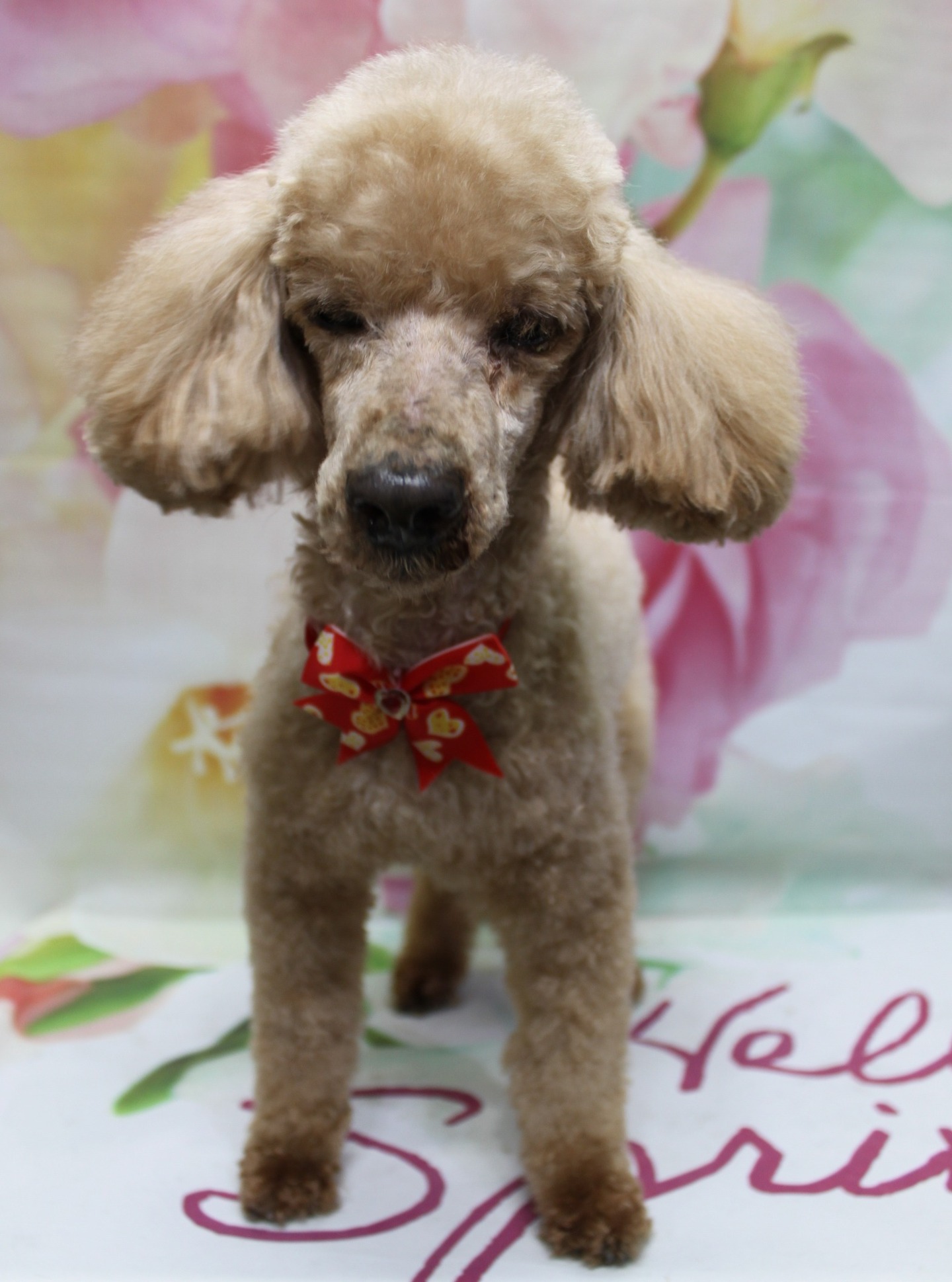 トイプードルのピースくん♪ 花柄背景で春色ハート蝶ネクタイフォト！
こんにちは！ 有限会社A HAPPY DOG LIFEです。本日も可愛いわんちゃんがトリミングに来てくれました♪

■ ピースくん、体8ミリ＆顔バリですっきりスタイルにおめかし

本日はトイプードルのピースくんがご来店✨

全身は体8ミリでスッキリと、お手入れしやすい長さにカットしました。足は体とのバランスを見ながら整え、ころんとしたシルエットになるよう仕上げています。

お顔は顔バリでスッキリとしたラインに。黒いお鼻とマズルの形がきれいに見えるスタイルです。お耳はフチで丸く整え、コンパクトで可愛らしい印象に。尾は毛先を残したポンポンスタイルで、歩くたびにふわっと揺れるキュートなしっぽに仕上がりました♪

首元には、赤い土台に白いハート柄がたくさん描かれた蝶ネクタイをコーディネート。明るいブラウンの毛色とのコントラストが映えて、春のおめかしにぴったりです。

■ 「Hello Spring」マット＆花柄背景で春先取りフォト📸

トリミングのあとは、お楽しみの記念撮影タイム♪

背景には、淡いピンクと白のお花が一面に描かれた、春らしいフラワーデザインのセットをセレクトしました。大きな花びらがぼかし調で広がり、やさしい雰囲気に包まれています。

足元には、ピンク色の筆記体で「Hello Spring」と書かれた白いマットを敷き、その上にピースくんがちょこんと立ち姿でポーズ。ハート柄の蝶ネクタイと花柄背景、「Hello Spring」のロゴの組み合わせで、春のごあいさつにも使いやすい一枚になりました💕

■ お誕生日月のわんちゃん限定♪ バースデー帽子フォトをプレゼント

当サロンでは、今月お誕生日月のわんちゃんに、バースデー帽子をかぶった特別なお写真をお撮りしています。

トリミングでスッキリ可愛くなったあと、バースデー帽子をかぶって記念撮影♪ 年に一度の特別な日を、思い出に残るお写真としてお持ち帰りいただけます。ご来店時に、お誕生日月であることをスタッフまでお知らせください。

■ わんちゃんに優しいトリミング＆毎月変わる無料フォト

当サロンでは、わんちゃん一頭一頭にしっかり時間をかけ、負担の少ない丁寧な施術を心がけています。トリマーにも無理のない頭数調整を行い、落ち着いた環境のなかでトリミングを行うことで、わんちゃんがリラックスして過ごせるよう配慮しています。

トリミング後には、毎月変わる背景セットで記念撮影♪ 季節に合わせた背景に、首飾りやリボン、蝶ネクタイ、帽子、洋服など、わんちゃんの可愛さを引き立てるアイテムを多数ご用意しています。

被り物・洋服は約300着の中から、その子の雰囲気や毛色に合わせてお選びいただけます。撮影したお写真のデータは無料でお渡ししていますので、ご家族での記念や季節のごあいさつ用のお写真として、ぜひご活用ください。

■ 本日のわんちゃんの料金目安（トイプードル 5.5kg未満の場合）

シャンプーコース：4,980円（税込）
シャンプーカットコース：5,980円（税込）
トリミングコース：45日以内 7,980円（税込）／46～52日 8,420円（税込）／53～59日 8,860円（税込）／60日以上 9,300円（税込）
※犬の体格・毛量・オプション内容により、所要時間・料金は変わる場合があります ※トリミングコースは前回のトリミングからの日数により料金が変動します。45日以内のご利用がお得です

========================
🐾トリマーブログはこちらから🐾
https://doging.com/category/trimmer/
========================

有限会社A HAPPY DOG LIFE

#トイプードル #トリミングサロン #鎌ケ谷 #犬のいる暮らし #ペットフォト