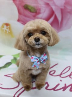 ミックス犬のあむくん♪ 花柄背景で春色ハートコーデフォト！
こんにちは！ 有限会社A HAPPY DOG LIFEです。本日も可愛いわんちゃんがトリミングに来てくれました♪

■ あむくん、すっきりベアカット＆春色ハートリボンでおめかし

本日はミックス犬のあむくんがご来店✨

全身はお手入れしやすいように、体は8ミリ、四肢は筒状にすっきりカット。足先は短めに整え、日常のお散歩やおうちでのお手入れがしやすいスタイルに仕上げました。お顔はコンパクトなすっきりベアカットで、黒くまんまるなおめめがよく見えるシルエットに♪ お耳はフチで丸くカットし、尾は全体のバランスを見ながらそろえています。

首元には、水色のリボンにピンクのハート模様がちりばめられたチョーカーをコーディネート。中央にストーンがきらっと光り、やわらかなブラウンの毛色とのコントラストが可愛らしい、春のお出かけにもぴったりのガーリーなおめかしになりました。

■ 花柄背景＆「Hello Spring」マットで春のごあいさつフォト📸

トリミングのあとは、お楽しみの記念撮影タイム♪

背景には、淡いピンクと白のお花が大きく描かれた、春らしいフラワーデザインのセットをセレクトしました。右側には鮮やかなピンクの花びら、左側には白い大きな花びらと黄色のアクセントが入り、全体がふんわりとぼかされたやさしい雰囲気です。
あむくんがちょこんとおすわり！まんまるフェイスとハート柄リボン、華やかな花柄背景とメッセージマットの組み合わせで、春のごあいさつにも使いやすい一枚になりました💕

■ わんちゃんに優しいトリミング＆毎月変わる無料フォト

当サロンでは、わんちゃん一頭一頭にしっかり時間をかけ、負担の少ない丁寧な施術を心がけています。トリマーにも無理のない頭数調整を行い、落ち着いた環境のなかでトリミングを行うことで、わんちゃんがリラックスして過ごせるよう配慮しています。

トリミング後には、毎月変わる背景セットで記念撮影♪ 季節に合わせた背景に、首飾りやリボン、蝶ネクタイ、帽子、洋服など、わんちゃんの可愛さを引き立てるアイテムを多数ご用意しています。

被り物・洋服は約300着の中から、その子の雰囲気や毛色に合わせてお選びいただけます。撮影したお写真のデータは無料でお渡ししていますので、ご家族での記念や季節のごあいさつ用のお写真として、ぜひご活用ください。

■ 本日のわんちゃんの料金目安（プードル系MIX・5.5kg未満想定）

シャンプーコース：4,980円（税込）
シャンプーカットコース：5,980円（税込）
トリミングコース：45日以内 7,980円（税込）／46～52日 8,420円（税込）／53～59日 8,860円（税込）／60日以上 9,300円（税込）
※犬の体格・毛量・オプション内容により、所要時間・料金は変わる場合があります ※トリミングコースは前回のトリミングからの日数により料金が変動します。45日以内のご利用がお得です

========================
🐾トリマーブログはこちらから🐾
https://doging.com/category/trimmer/
========================

【有限会社A HAPPY DOG LIFE】
住所：千葉県鎌ケ谷市西道野辺8-18
営業時間：9:00〜17:30
定休日：不定休（事前予約・問い合わせ推奨）
駐車場：あり（事前確認推奨）
支払方法：記載なし
ブリーダー経験30年以上のオーナーが運営し、1日2頭＋αの丁寧なトリミングと、子犬販売・ペットホテル・記念写真サービスを行っています。

#チワプー #トリミングサロン #鎌ケ谷 #犬のいる暮らし #ペット写真