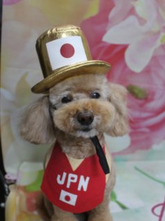 トイプードルのロンちゃん♪ 帽子コーデで春＆ミラノ応援フォト！
こんにちは！ 有限会社A HAPPY DOG LIFEです。本日も可愛いわんちゃんがトリミングに来てくれました♪

■ ロンちゃん、ハーブ歯磨き＆薬用シャンプーですっきりおめかし

本日はトイプードルのロンちゃんがご来店✨

トリミングの前に、ハーブ歯磨きと薬用シャンプーのオプションをご利用いただきました。お口まわりのケアと皮膚に配慮したシャンプーで、さっぱりリフレッシュしてからカットに入っています。

カットは、体を5ミリでスッキリと、四肢は足元に向かって広がるマイアミカットでふんわりとしたシルエットに。お顔は定番人気のテディベアカットで、黒くまんまるなおめめと小さなお鼻がよく見えるように整えました。お耳はあごのラインに合わせてカットし、横にふんわり広がるように仕上げています♪

■ オプションご利用の子限定♪ 4パターンの帽子＆衣装コーデフォト📸

当サロンでは、ハーブ歯磨きや薬用シャンプーなどのオプションメニューをご利用いただいたわんちゃん限定で、帽子をかぶった特別フォトをお撮りしています。

今回は、春らしいピンクの花柄背景に、衣装や帽子を変えた4パターンのコーデにチャレンジしました♪

金色のシルクハットと「JPN」ビブで、応援ムードたっぷりのスタイル
ピンク＆赤のハート飾りとジャケット風コーデで、ちょっとフォーマルに
赤いツノ付きニット帽とボーダー服で、節分風の鬼さんスタイル
お花のヘッドバンドとグリーンのエプロンで、春のガーデン風コーデ
どのコーデでも、ロンちゃんはカメラをじっと見つめてくれて、とても落ち着いた表情で撮影させてくれました。季節のイベントやごあいさつ用のお写真としても使いやすい、とっておきの一枚が揃いました💕

■ ミラノオリンピック日本代表へのエールも込めて🇯🇵

ただいまミラノオリンピックでは、日本代表の選手の皆さんがメダルを獲得して活躍されていますね。

金色のハットと「JPN」ビブのお写真には、そんな日本代表へのエールもぎゅっと込めました。おうちの方とも写真を見ながら、「すごいぞ日本！」と一緒に盛り上がっていただけたらうれしいです♪

■ わんちゃんに優しいトリミング＆毎月変わる無料フォト

当サロンでは、わんちゃん一頭一頭にしっかり時間をかけ、負担の少ない丁寧な施術を心がけています。トリマーにも無理のない頭数調整を行い、落ち着いた環境のなかでトリミングを行うことで、わんちゃんがリラックスして過ごせるよう配慮しています。

トリミング後には、毎月変わる背景セットで記念撮影♪ 季節に合わせた背景に、首飾りやリボン、蝶ネクタイ、帽子、洋服など、わんちゃんの可愛さを引き立てるアイテムを多数ご用意しています。

被り物・洋服は約300着の中から、その子の雰囲気や毛色に合わせてお選びいただけます。撮影したお写真のデータは無料でお渡ししていますので、ご家族での記念や季節のごあいさつ用のお写真として、ぜひご活用ください。

■ 本日のわんちゃんの料金目安（トイプードル 5.5kg未満の場合）

シャンプーコース：4,980円（税込）
シャンプーカットコース：5,980円（税込）
トリミングコース：45日以内 7,980円（税込）／46～52日 8,420円（税込）／53～59日 8,860円（税込）／60日以上 9,300円（税込）
※犬の体格・毛量・オプション内容により、所要時間・料金は変わる場合があります ※トリミングコースは前回のトリミングからの日数により料金が変動します。45日以内のご利用がお得です

========================
🐾トリマーブログはこちらから🐾
https://doging.com/category/trimmer/
========================

【有限会社A HAPPY DOG LIFE】
住所：千葉県鎌ケ谷市西道野辺8-18
営業時間：9:00〜17:30
定休日：不定休（事前予約・問い合わせ推奨）
駐車場：あり（事前確認推奨）
支払方法：記載なし
アクセス：東武野田線馬込沢駅西口より慈裕苑行きに乗り「藤台中央公園」バス停下車徒歩3分／鎌ヶ谷駅から車で約6分／鎌ヶ谷道野辺郵便局近く
特徴：トリマー一人あたり1日2頭＋αの丁寧なトリミング、トリミング後の記念写真データ無料サービスあり

#トイプードル #トリミングサロン #鎌ケ谷 #犬のいる暮らし #ペットフォト