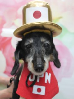 ミニチュアダックスのショコラちゃん♪ 花柄背景で金メダルお祝いコーデフォト！
こんにちは！ 有限会社A HAPPY DOG LIFEです。本日も可愛いわんちゃんがトリミングに来てくれました♪

■ ショコラちゃん、ハーブ歯磨き＆自然流シャンプーですっきりケア

本日はミニチュアダックスのショコラちゃんがご来店✨

トリミング前に、オプションでハーブ歯磨きと自然流シャンプーをご利用いただきました。お口まわりをやさしくケアしながら、こだわりのシャンプーで被毛とお肌に配慮したさっぱりケアをしてから、カットに入っています。

カットは、体を3ミリでスッキリと、足も全体のバランスを見ながら短めに整えました。お耳としっぽもコンパクトに短くカットし、お手入れしやすく、どの角度から見てもころんと可愛いシルエットになるよう仕上げています♪

■ 日本応援マント＆金色ハットで金メダルお祝いコーデ📸

トリミングのあとは、お楽しみの記念撮影タイム♪

1枚目は、日本の国旗モチーフの赤いマントと、日の丸デザインが入った金色ハットでコーディネート。淡いピンクとグリーンの花柄背景の前で、ショコラちゃんがちょこんとおすわりしてくれて、和の雰囲気と華やかさがぎゅっと詰まった1枚になりました。

2枚目・3枚目では、「日本」と書かれた前掛け風エプロンや、虎柄の首もとアクセサリー＆ツノ風ニット帽など、バリエーション豊かな衣装にお着替え。4枚目・5枚目は、ハート型の襟やピンクのリボンでガーリーにおめかししたショットを撮影しました。

本日早朝のスノーボード男子ハーフパイプ決勝で戸塚優斗選手が金メダルを獲得されたことを記念して、金メダルお祝いコーデでの撮影に♪ 戸塚選手、本当におめでとうございます‼‼

■ オプションご利用のわんちゃん限定♪ 帽子コーデ写真をプレゼント

当サロンでは、ハーブ歯磨きや温浴、薬用シャンプーなどのオプションメニューをご利用いただいたわんちゃんに、帽子を被った特別フォトをお撮りしています。

季節やイベントに合わせて、鬼さん帽子・ニット帽・王冠・スポーツ応援風アイテムなど、さまざまな帽子をご用意。ショコラちゃんのように、トリミングでスッキリ整えたあとにオプションをプラスして、記念に残るスペシャルショットをぜひお楽しみください♪

■ わんちゃんに優しいトリミング＆毎月変わる無料フォト

当サロンでは、わんちゃん一頭一頭にしっかり時間をかけ、負担の少ない丁寧な施術を心がけています。トリマーにも無理のない頭数調整を行い、落ち着いた環境のなかでトリミングを行うことで、わんちゃんがリラックスして過ごせるよう配慮しています。

トリミング後には、毎月変わる背景セットで記念撮影♪ 季節やイベントに合わせた背景に、首飾りやリボン、蝶ネクタイ、帽子、洋服など、わんちゃんの可愛さを引き立てるアイテムを多数ご用意しています。

被り物・洋服は約300着の中から、その子の雰囲気や毛色に合わせてお選びいただけます。撮影したお写真のデータは無料でお渡ししていますので、ご家族での記念や季節のごあいさつ用のお写真として、ぜひご活用ください。

■ 本日のわんちゃんの料金目安（Mダックスの場合）

シャンプーコース：4,400円（税込）
シャンプーカットコース：5,400円（税込）
トリミングコース：一律 6,200円（税込）
※犬の体格・毛量・オプション内容により、所要時間・料金は変わる場合があります ※トリミングコースは前回のトリミングからの日数に関わらず一律料金です

========================
🐾トリマーブログはこちらから🐾
https://doging.com/category/trimmer/
========================

有限会社A HAPPY DOG LIFE

#ミニチュアダックス#トリミングサロン #鎌ケ谷 #犬のいる暮らし #ペットフォト