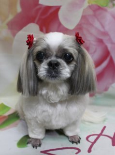 シーズーのナナちゃん♪ 花柄背景で冬のすっきりカットフォト！
こんにちは！ 有限会社A HAPPY DOG LIFEです。本日も可愛いわんちゃんがトリミングに来てくれました♪

■ ナナちゃん、体13ミリ＆足バリですっきりカット

本日はシーズーのナナちゃんがご来店✨

全身は体13ミリでそろえ、日常のお手入れがしやすいようにすっきりカット。足先は汚れにくく滑りにくいように足バリ（足先バリカン）を入れて、すっきり清潔に整えました。

お顔まわりは短めにカットし、目の周りの毛もしっかりケアしてぱっちりおめめが見えるスタイルに。お耳は長さを残しつつ全体の長さを整えて、丸くやさしい印象に仕上げています♪

■ 赤いリボン＆花柄背景で可愛く記念撮影📸

トリミングのあとは、お楽しみの記念撮影タイム♪

背景には、ピンクのお花とグリーンの葉がたくさん描かれた、華やかなフラワーデザインのセットをセレクトしました。ふんわりとした花柄が広がる中、白とグレーの毛色のナナちゃんがちょこんとおすわりしてくれています。

頭の上には、左右に赤いリボンを二つ結んでおめかし。大きな黒いおめめと短く整えたお顔、赤いリボンとピンク花柄背景の組み合わせがよく映えて、季節のごあいさつにも使いやすい一枚になりました💕

■ わんちゃんに優しいトリミング＆毎月変わる無料フォト

当サロンでは、わんちゃん一頭一頭にしっかり時間をかけ、負担の少ない丁寧な施術を心がけています。トリマーにも無理のない頭数調整を行い、落ち着いた環境のなかでトリミングを行うことで、わんちゃんがリラックスして過ごせるよう配慮しています。

トリミング後には、毎月変わる背景セットで記念撮影♪ 季節に合わせた背景に、首飾りやリボン、蝶ネクタイ、帽子、洋服など、わんちゃんの可愛さを引き立てるアイテムを多数ご用意しています。

被り物・洋服は約300着の中から、その子の雰囲気や毛色に合わせてお選びいただけます。撮影したお写真のデータは無料でお渡ししていますので、ご家族での記念や季節のごあいさつ用のお写真として、ぜひご活用ください。

■ 本日のわんちゃんの料金目安（シーズーの場合）

シャンプーコース：4,480円（税込）
シャンプーカットコース：5,480円（税込）
トリミングコース：45日以内 7,480円（税込）／46～52日 7,920円（税込）／53～59日 8,360円（税込）／60日以上 8,800円（税込）
※犬の体格・毛量・オプション内容により、所要時間・料金は変わる場合があります ※トリミングコースは前回のトリミングからの日数により料金が変動します。45日以内のご利用がお得です

========================
🐾トリマーブログはこちらから🐾
https://doging.com/category/trimmer/
========================

【有限会社A HAPPY DOG LIFE】
住所：千葉県鎌ケ谷市西道野辺8-18
営業時間：9:00〜17:30
定休日：不定休（事前予約・問い合わせ推奨）
駐車場：あり（事前確認推奨）
支払方法：記載なし
丁寧で負担の少ないトリミングと、毎月背景が変わる無料の記念撮影サービスで、愛犬との暮らしをサポートしています。

#シーズー #トリミングサロン #鎌ケ谷 #犬のいる暮らし #ペットフォト