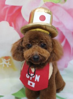 トイプードルのサクラちゃん♪ 花柄背景で応援＆ハートコーデフォト！
こんにちは！ 有限会社A HAPPY DOG LIFEです。本日も可愛いわんちゃんがトリミングに来てくれました♪

■ サクラちゃん、ハーブ歯磨き＆オゾンシャワーですっきりケア

本日はトイプードルのサクラちゃんがご来店✨

トリミング前に、オプションでハーブ歯磨きとオゾンシャワーをご利用いただきました。お口まわりをやさしくケアしつつ、オゾンの力で皮膚・被毛をすっきり洗い上げてからカットに入っています。

カットは、体13ミリで四肢は筒状に整え、足先はお手入れがしやすいように隠し足バリを入れました。お顔はふんわりベアカットで、丸く整えたお耳と尻尾もサクラちゃんの雰囲気に合わせてナチュラルにカット。黒くまんまるなおめめと、ちいさな黒いお鼻がよく見える、愛らしいシルエットになりました♪

■ オプションご利用わんちゃん限定♪ 帽子コーデでスペシャルフォト📸

当サロンでは、ハーブ歯磨きや温浴、薬用シャンプーなどのオプションをお選びいただいたわんちゃんに、帽子を被った特別フォトをお撮りしています。

サクラちゃんには、きらりと光るゴールドのシルクハット風キャップをコーディネート。帽子と首元のバンダナには、日本の国旗と「JPN」のロゴがデザインされていて、とっても凛々しい応援スタイルになりました。

本日早朝には、スノーボード男子ハーフパイプ決勝で戸塚優斗選手が金メダルを獲得されたという嬉しいニュースもあり、サクラちゃんも一緒にお祝い＆応援ショットに♪

背景には、淡いピンクと白のお花が一面に描かれた春らしい花柄をセレクト。華やかなピンクの世界に、ゴールドの帽子と赤いバンダナがよく映えて、記念に残る一枚になりました💕

■ リボン・テディベア・ハートクッション♪ 着せ替えフォトもたっぷり

サクラちゃんには、帽子コーデのほかにも、いろいろなおめかしで撮影を楽しんでもらいました♪

ハートリボン＆お洋服コーデ：頭にはピンクのハート飾り付き赤リボン、お洋服は白い襟と黒スカートが付いたブラウンのワンピース風スタイルでガーリーに
テディベア着ぐるみコーデ：明るいベージュのボア素材に、クマさんのお顔と水色の耳、胸元には赤いハート付きのテディベア風フードでほっこりスタイル
ピンクのハートクッションコーデ：首まわりを囲むような大きなピンクのハートクッションには、白い小さなハートに「Love」の刺繍入り♪ 下には白いリボンもあしらわれ、サクラちゃんのお顔をより一層引き立ててくれます
どのコーデも、淡いピンクと白のお花がぼかし調で広がる背景と相性ばっちり。舌をちょこんと出した笑顔や、きゅるっとした瞳のアップショットなど、可愛い表情をたくさん見せてくれました。

■ わんちゃんに優しいトリミング＆毎月変わる無料フォト

当サロンでは、わんちゃん一頭一頭にしっかり時間をかけ、負担の少ない丁寧な施術を心がけています。トリマーにも無理のない頭数調整を行い、落ち着いた環境のなかでトリミングを行うことで、わんちゃんがリラックスして過ごせるよう配慮しています。

トリミング後には、毎月変わる背景セットで記念撮影♪ 季節に合わせた背景に、首飾りやリボン、蝶ネクタイ、帽子、洋服など、わんちゃんの可愛さを引き立てるアイテムを多数ご用意しています。

被り物・洋服は約300着の中から、その子の雰囲気や毛色に合わせてお選びいただけます。撮影したお写真のデータは無料でお渡ししていますので、ご家族での記念や季節のごあいさつ用のお写真として、ぜひご活用ください。

■ 本日のわんちゃんの料金目安（トイプードル 5.5kg未満の場合）

シャンプーコース：4,980円（税込）
シャンプーカットコース：5,980円（税込）
トリミングコース：45日以内 7,980円（税込）／46～52日 8,420円（税込）／53～59日 8,860円（税込）／60日以上 9,300円（税込）
※犬の体格・毛量・オプション内容により、所要時間・料金は変わる場合があります ※トリミングコースは前回のトリミングからの日数により料金が変動します。45日以内のご利用がお得です

========================
🐾トリマーブログはこちらから🐾
https://doging.com/category/trimmer/
========================

有限会社A HAPPY DOG LIFE

#トイプードル #トリミングサロン #鎌ケ谷 #犬のいる暮らし #ペットフォト