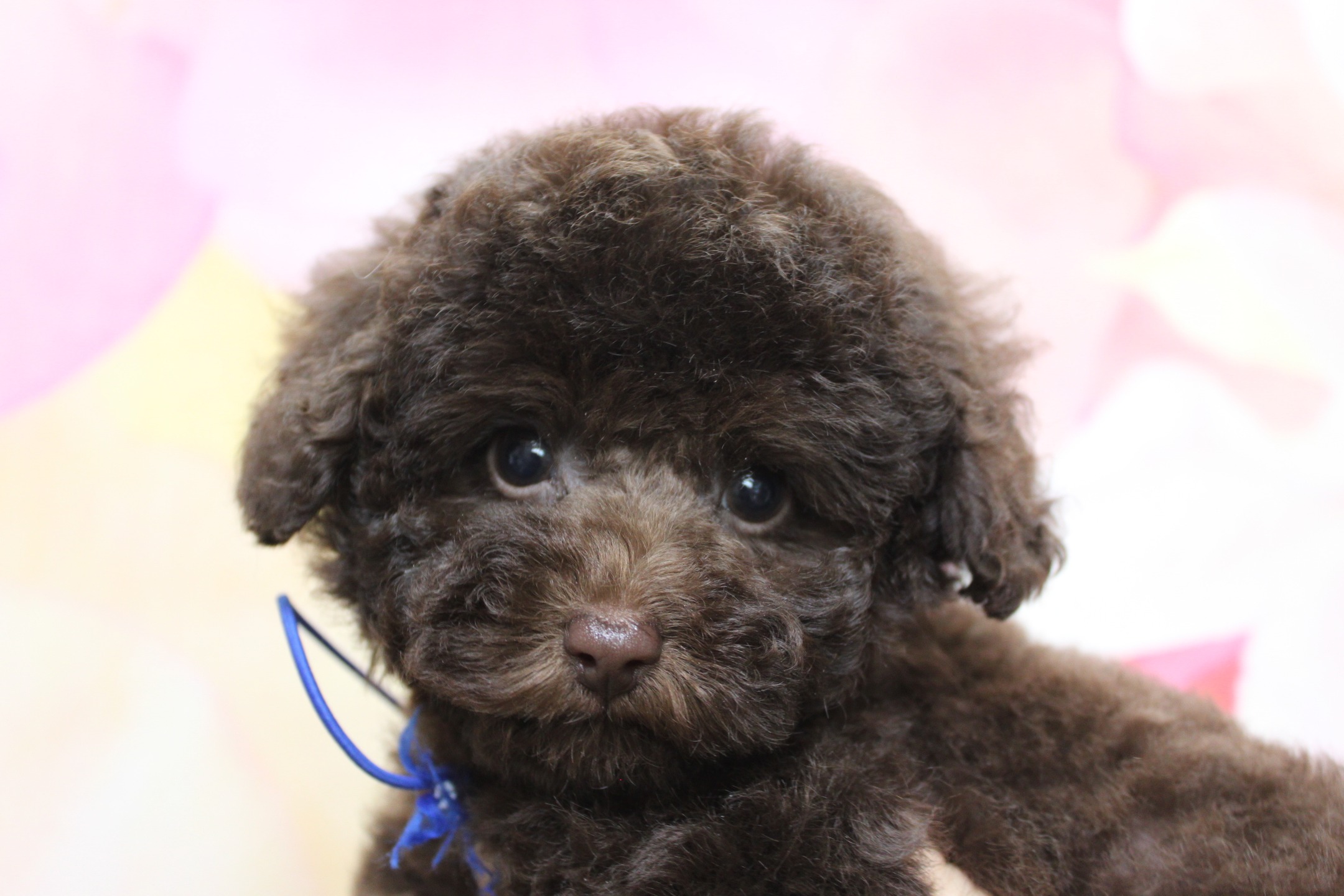 トイプードルの子犬・こま君♪ 旅立ち前のふわふわ記念フォト
こんにちは！ 有限会社A HAPPY DOG LIFEです。本日も可愛いわんちゃんの様子をご紹介します♪

■ 12/4生まれブラウンのトイプードル・こま君

今日は、当犬舎で育ったトイプードルの子犬こま君をご紹介します✨ 12/4生まれのブラウンの男の子で、首元には青いゴムをつけた子です。

くりっとした大きな黒いおめめと、ころんとしたお鼻、ふわふわのカールした被毛がとても愛らしく、まだあどけなさの残る表情にスタッフも思わずほっこりしてしまいます。

■ トリミングをして明後日新しいおうちへ

お引き渡し前の仕上げとして、全体のシルエットを整えるようにトリミングを行い、子犬らしいふんわり感を残しつつお手入れしやすいスタイルに仕上げました。顔まわりは目がしっかり見えるように整え、耳は自然な長さを残して柔らかい雰囲気に。
背景には、やさしいピンクとイエローがぼかし調に入ったセットを合わせ、こま君のつぶらな瞳が引き立つ一枚になりました。

こま君は明後日、新しいご家族のもとへお引き渡し予定です。今まで一緒に過ごしてきた私たちにとって少しさみしい気持ちもありますが、「たくさん可愛がってもらえますように」「幸せになってね♡」という想いを込めて、最後の記念フォトを撮影しました。

■ A HAPPY DOG LIFEの子犬お渡しについて

当サロンでは、ブリーダーとしての経験を活かし、子犬たちが新しいご家庭で安心して過ごせるよう、基本的なしつけや健康管理に気を配りながらお世話をしています。

寝る場所と排泄する場所の区別をつける練習や、人やほかの犬とのふれあいなど、子犬のうちから大切な「社会化」にも配慮しながら育てています。はじめて犬を迎えられるご家庭にも、フードのあげ方やお手入れのコツなどをわかりやすくお伝えし、必要に応じてアフターフォローも行っています。

「いつかトイプードルを家族に迎えたい」「子犬の育て方が不安」という方も、まずはお気軽にご相談ください♪

■ 本日のわんちゃんの料金目安（トイプードル 5.5kg未満の場合）

シャンプーコース：4,980円（税込）
シャンプーカットコース：5,980円（税込）
トリミングコース：45日以内 7,980円（税込）／46～52日 8,420円（税込）／53～59日 8,860円（税込）／60日以上 9,300円（税込）
※犬の体格・毛量・オプション内容により、所要時間・料金は変わる場合があります ※トリミングコースは前回のトリミングからの日数により料金が変動します。45日以内のご利用がお得です

========================
🐾トリマーブログはこちらから🐾
https://doging.com/category/trimmer/
========================

【有限会社A HAPPY DOG LIFE】
住所：千葉県鎌ケ谷市西道野辺8-18
営業時間：9:00〜17:30
定休日：不定休（事前予約・問い合わせ推奨）
駐車場：あり（事前確認推奨）
支払方法：記載なし
ブリーダー経験30年以上のオーナーが運営し、1日2頭＋αの丁寧なトリミングと、子犬販売・ペットホテル・記念写真サービスを行っています。

#トイプードル #トリミングサロン #鎌ケ谷 #犬のいる暮らし #ペット写真