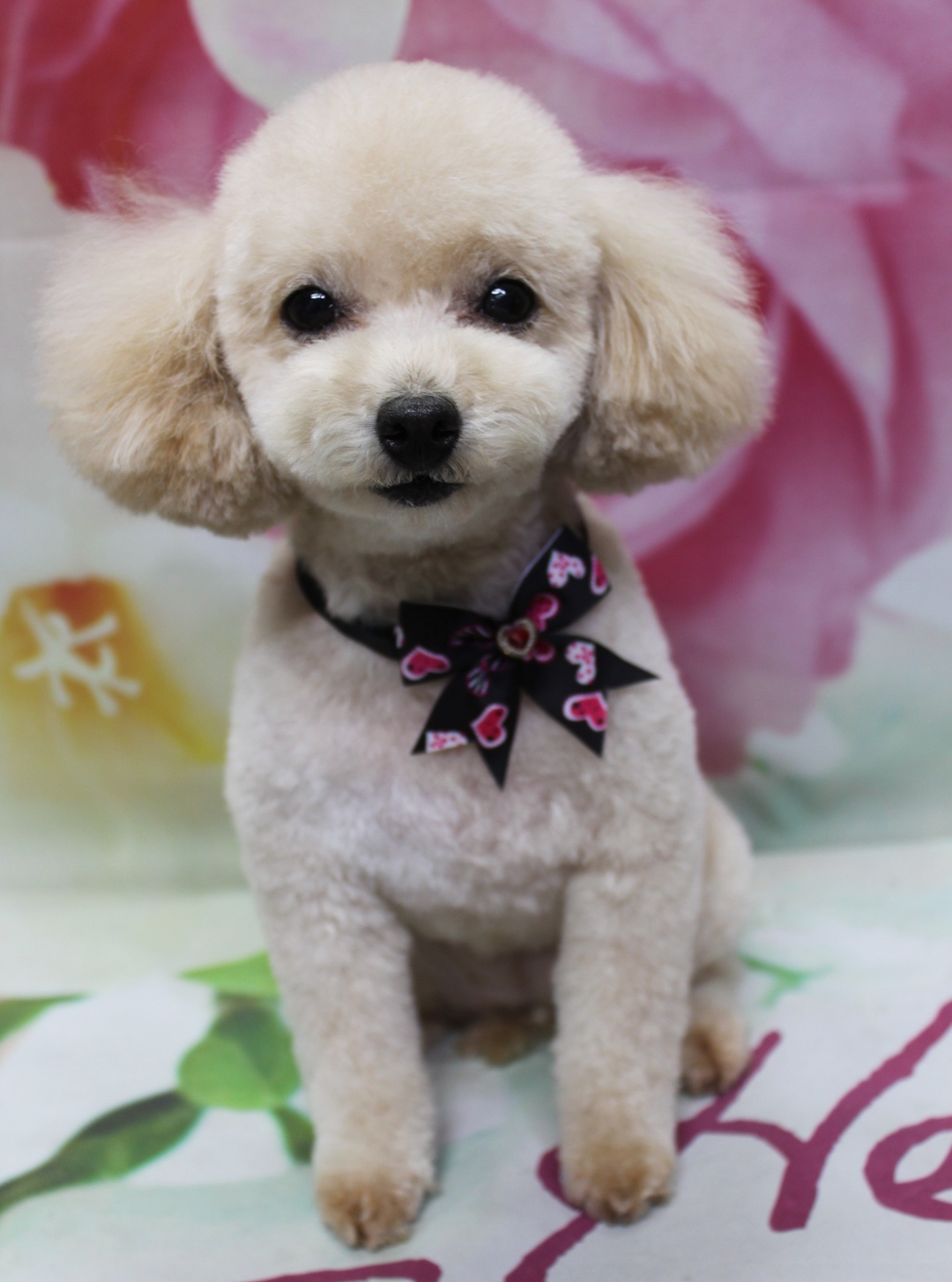 トイプードルのリタちゃん♪ 花柄背景で春色ハートコーデフォト！
こんにちは！ 有限会社A HAPPY DOG LIFEです。本日も可愛いわんちゃんがトリミングに来てくれました♪

■ リタちゃん、体5ミリ＆ベアカットですっきりおめかし

本日はトイプードルのリタちゃんがご来店✨

明るいクリーム系の被毛を生かしつつ、体は5ミリでさっぱりと、四肢も全体のバランスを見ながら短めにカットしました。日常のお手入れもしやすい、すっきりスタイルです。

お顔は口元をコンパクトに整えたすっきりベアカットに。黒くまんまるなおめめと、小さな黒いお鼻がよく見えるようにラインを調整し、垂れたお耳はふんわり感を残して仕上げました♪

首元には、黒地にピンクのハート模様が入ったチョーカーをコーディネート。ガーリーなハート柄がクリーム色の被毛に映えて、春のお出かけにもぴったりのおめかしスタイルになりました。

■ ピンク花柄背景＆リーフマットで春のごあいさつフォト📸

トリミングのあとは、お楽しみの記念撮影タイム♪

背景には、淡いピンクのお花がふんわりと広がる、春らしいフラワーデザインのセットをセレクトしました。ぼかし調の花びらが柔らかい雰囲気を演出し、リタちゃんの優しい毛色を引き立ててくれます。

足元には、グリーンの葉とピンクの文字が描かれたマットを敷き、その上にリタちゃんがちょこんとおすわり。カメラをまっすぐ見つめるまんまるフェイスとハート柄チョーカー、花柄背景とリーフモチーフマットの組み合わせで、春のごあいさつにも使いやすい一枚になりました💕

■ わんちゃんに優しいトリミング＆毎月変わる無料フォト

当サロンでは、わんちゃん一頭一頭にしっかり時間をかけ、負担の少ない丁寧な施術を心がけています。トリマーにも無理のない頭数調整を行い、落ち着いた環境のなかでトリミングを行うことで、わんちゃんがリラックスして過ごせるよう配慮しています。

トリミング後には、毎月変わる背景セットで記念撮影♪ 季節に合わせた背景に、首飾りやリボン、蝶ネクタイ、帽子、洋服など、わんちゃんの可愛さを引き立てるアイテムを多数ご用意しています。

被り物・洋服は約300着の中から、その子の雰囲気や毛色に合わせてお選びいただけます。撮影したお写真のデータは無料でお渡ししていますので、ご家族での記念や季節のごあいさつ用のお写真として、ぜひご活用ください。

■ 本日のわんちゃんの料金目安（トイプードル 5.5kg未満の場合）

シャンプーコース：4,980円（税込）
シャンプーカットコース：5,980円（税込）
トリミングコース：45日以内 7,980円（税込）／46～52日 8,420円（税込）／53～59日 8,860円（税込）／60日以上 9,300円（税込）
※犬の体格・毛量・オプション内容により、所要時間・料金は変わる場合があります ※トリミングコースは前回のトリミングからの日数により料金が変動します。45日以内のご利用がお得です

========================
🐾トリマーブログはこちらから🐾
https://doging.com/category/trimmer/
========================

有限会社A HAPPY DOG LIFE

#トイプードル #トリミングサロン #鎌ケ谷 #犬のいる暮らし #ペットフォト