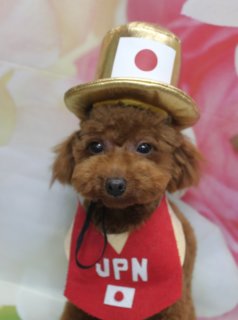 トイプードルのモカちゃん♪ ミラノ応援コーデ＆帽子フォト！
こんにちは！ 有限会社A HAPPY DOG LIFEです。本日も可愛いわんちゃんがトリミングに来てくれました♪

■ モカちゃん、オゾンシャワー＆バイオガンスシャンプーでさらふわ仕上げ

本日はトイプードルのモカちゃんがご来店✨

まずはオゾンシャワーとバイオガンスシャンプー＆トリートメントで、皮膚・被毛をやさしくケアしながらすっきりリフレッシュしてもらいました。

カットは、体10ミリで日常のお手入れがしやすい長さに、足は体とのバランスを見ながら筒状に整えています。お顔はふんわりとしたベアカットに、お耳は輪郭を整えてナチュラルなボリューム感を残しました。黒くまんまるなおめめとちいさな黒いお鼻がよく見える、優しい雰囲気のスタイルです♪

■ 帽子＆コスチューム4変化！日本応援＆鬼さん＆テディベアコーデ📸

オプションをご利用いただいたモカちゃんには、恒例の帽子・コスチューム撮影も楽しんでもらいました♪

ピンクと白のお花が広がる春らしい背景の前で、今回は4パターンのコーデにチャレンジ！

金色のシルクハットに「JPN」ロゴビブで、日本代表を応援するミラノオリンピック応援コーデ
赤鬼デザイン、袖は虎柄の元気いっぱいコスチューム
ピンクのツノ付きカチューシャ＋ピンク×黒ボーダーのスタイで、キュートな鬼さん風コーデ
テディベアのお洋服に青いお耳と赤いハートモチーフ付きの、ほっこりくまさんスタイル
同じモカちゃんでも、衣装によってガラッと雰囲気が変わるのがとても可愛く、ご家族で見比べて楽しんでいただけるショットになりました💕

※オプションメニューをご利用いただいたわんちゃんには、帽子やコスチュームを使った特別フォトをお撮りしています

■ ミラノオリンピックで大活躍！日本代表を一緒に応援しましょう

ミラノオリンピックでは、日本代表の選手のみなさんが次々とメダルを獲得していますね。

テレビの前で観戦されるご家族も多いと思いますので、モカちゃんのように「JPN」ロゴや国旗デザインのアイテムで、愛犬と一緒に日本を応援するお写真を撮るのもおすすめです。わんちゃんと一緒に「すごいぞ日本！！」と盛り上がりながら、思い出に残る1枚を残してみてください♪

■ わんちゃんに優しいトリミング＆毎月変わる無料フォト

当サロンでは、わんちゃん一頭一頭にしっかり時間をかけ、負担の少ない丁寧な施術を心がけています。トリマーにも無理のない頭数調整を行い、落ち着いた環境のなかでトリミングを行うことで、わんちゃんがリラックスして過ごせるよう配慮しています。

トリミング後には、毎月変わる背景セットで記念撮影♪ 季節に合わせた背景に、首飾りやリボン、蝶ネクタイ、帽子、洋服など、わんちゃんの可愛さを引き立てるアイテムを多数ご用意しています。

被り物・洋服は約300着の中から、その子の雰囲気や毛色に合わせてお選びいただけます。撮影したお写真のデータは無料でお渡ししていますので、ご家族での記念や季節のごあいさつ用のお写真として、ぜひご活用ください。

■ 本日のわんちゃんの料金目安（トイプードル 5.5kg未満の場合）

シャンプーコース：4,980円（税込）
シャンプーカットコース：5,980円（税込）
トリミングコース：45日以内 7,980円（税込）／46～52日 8,420円（税込）／53～59日 8,860円（税込）／60日以上 9,300円（税込）
※犬の体格・毛量・オプション内容により、所要時間・料金は変わる場合があります ※トリミングコースは前回のトリミングからの日数により料金が変動します。45日以内のご利用がお得です

========================
🐾トリマーブログはこちらから🐾
https://doging.com/category/trimmer/
========================

有限会社A HAPPY DOG LIFE

【有限会社A HAPPY DOG LIFE】
住所：千葉県鎌ケ谷市西道野辺8-18
営業時間：9:00〜17:30
定休日：不定休（事前予約・問い合わせ推奨）
駐車場：あり（事前確認推奨）
支払方法：記載なし
アクセス：東武野田線馬込沢駅西口より慈裕苑行きに乗り「藤台中央公園」バス停下車徒歩3分／鎌ヶ谷駅から車で約6分／鎌ヶ谷道野辺郵便局近く
特徴：トリマー一人あたり1日2頭＋αの丁寧なトリミング、トリミング後の記念写真データ無料サービスあり

#トイプードル #トリミングサロン #鎌ケ谷 #犬のいる暮らし #ペットフォト