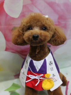 トイプードルのルネくん♪ 和装はっぴ＆帽子コーデで春色フォト！
こんにちは！ 有限会社A HAPPY DOG LIFEです。本日も可愛いわんちゃんがトリミングに来てくれました♪

■ ルネくん、体8ミリ＆ベアカットですっきりスタイル

本日はトイプードルのルネくんがご来店✨

全身は体8ミリで、四肢はバランスよく筒状にカット。日常のお手入れがしやすい長さをキープしつつ、コロンとしたシルエットになるよう整えました。お顔は、目と鼻立ちがよく見えるベアカットで仕上げ、頭とお耳は今後つなげていけるよう、ふんわり丸みを残しています♪

本日はオプションで歯磨きと自然流シャンプーをご利用いただきました。お口まわりをやさしくケアしつつ、被毛とお肌に配慮したシャンプーでさっぱりリフレッシュしてからカットに入っています。

■ 「日本一」はっぴ＆お祭り巾着で和装コーデ📸

トリミング後のお楽しみは、記念撮影タイム♪ まずは和テイストのコーデにお着替えです。

紫の襟に、白いはっぴ風の前合わせ、その上から赤い前掛けを重ねたお祭りスタイルをコーディネート。胸元には「日本一」の文字や家紋モチーフがあしらわれ、前面には黄色い巾着袋がちょこんと付いています。巾着の赤白の紐がアクセントになり、まるでお祭りに出かけるわんこさんのような装いに♪

背景は、淡いピンクの花柄が広がる春らしいデザイン。ルネくんのあたたかみのあるブラウンの被毛と和装のコントラストが映えて、季節のごあいさつにもぴったりの一枚になりました。

■ ハート帽子＆鬼さん帽子でオプション限定スペシャルフォト📸

当サロンでは、オプションメニューをお選びいただいたわんちゃん限定で、帽子を被った特別フォトもお撮りしています。

ルネくんには、明るいピンクのフリース素材でできたハート型帽子と、ピンクのハートポシェットをコーディネートしたガーリーフォトをパチリ。赤いリボン付きのハート帽子と、花柄背景の組み合わせで、とってもラブリーな雰囲気になりました。

さらに、黄色い髪飾りと鬼の顔刺繍が付いた赤い鬼さん帽子＆黄色×黒ボーダー柄のバンダナで、節分シーズンにぴったりのコーデでも撮影。表情はキリッと、でもどこか愛嬌のある鬼さんスタイルで、思わず笑顔になる一枚に仕上がりました♪

通常の首飾りフォトに加えて、帽子コーデのスペシャルショットも残したい方は、ぜひ歯磨きや温浴などのオプションメニューもご検討ください。

■ わんちゃんに優しいトリミング＆毎月変わる無料フォト

当サロンでは、わんちゃん一頭一頭にしっかり時間をかけ、負担の少ない丁寧な施術を心がけています。トリマーにも無理のない頭数調整を行い、落ち着いた環境のなかでトリミングを行うことで、わんちゃんがリラックスして過ごせるよう配慮しています。

トリミング後には、毎月変わる背景セットで記念撮影♪ 春は花柄背景やハートモチーフなど、季節に合わせたセットをご用意。首飾りやリボン、蝶ネクタイ、帽子、洋服など、わんちゃんの可愛さを引き立てるアイテムもたくさん取り揃えています。

被り物・洋服は約300着の中から、その子の雰囲気や毛色に合わせてお選びいただけます。撮影したお写真のデータは無料でお渡ししていますので、ご家族での記念や季節のごあいさつ用のお写真として、ぜひご活用ください。

■ 本日のわんちゃんの料金目安（トイプードル 5.5kg未満の場合）

シャンプーコース：4,980円（税込）
シャンプーカットコース：5,980円（税込）
トリミングコース：45日以内 7,980円（税込）／46～52日 8,420円（税込）／53～59日 8,860円（税込）／60日以上 9,300円（税込）
※犬の体格・毛量・オプション内容、ご利用間隔などにより、所要時間・料金は変わる場合があります ※トリミングコースは前回のトリミングからの日数により料金が変動します。45日以内のご利用がお得です

========================
🐾トリマーブログはこちらから🐾
https://doging.com/category/trimmer/
========================

有限会社A HAPPY DOG LIFE

#トイプードル #トリミングサロン #鎌ケ谷 #犬のいる暮らし #ペットフォト
