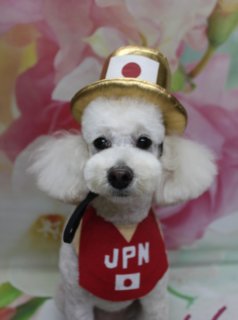 トイプードルのあんずちゃん♪ 金メダルお祝いコーデ＆ハーブ歯磨きフォト！
こんにちは！ 有限会社A HAPPY DOG LIFEです。本日も可愛いわんちゃんがトリミングに来てくれました♪

■ あんずちゃん、ハーブ歯磨き＆カシミヤタッチでふんわり仕上げ

本日はトイプードルのあんずちゃんがご来店✨

オプションでハーブ歯磨きとファーメイクカシミヤタッチシャンプー＆トリートメントをご利用いただきました。お口まわりをやさしくケアしたあと、カシミヤタッチのシャンプーとトリートメントで、全身の被毛をふんわりなめらかな手触りに仕上げています。

カットは、体6ミリでスッキリと、四肢は細めの筒状スタイルに。お顔は口元のラインを残したマスタッシュに整え、お耳はフチで丸くカットしました。黒くまんまるなおめめと小さな黒いお鼻がよく見える、上品でかわいらしいスタイルです♪

■ 金メダルお祝い♪ 「JPN」ユニフォーム風コーデで記念撮影📸

トリミングのあとは、お楽しみの記念撮影タイム♪

本日早朝のスノーボード男子ハーフパイプ決勝で戸塚優斗選手が金メダルを獲得されたことを記念して、あんずちゃんには日本代表をイメージしたおめかしコーデをしてもらいました。

頭には、金色の縁取りがついた赤い帽子をオン。帽子の中央には、白い四角の中に赤い丸が描かれた日本の国旗モチーフが入っています。首元には、胸の中央に白い文字で「JPN」と入った赤いビブス風スタイをコーディネート。裾部分にも小さな国旗デザインがあしらわれ、まるで日本代表ユニフォームのような、スペシャルなお祝いスタイルになりました。

背景には、淡いピンクと黄色のお花がぼかし調で広がる、やさしい雰囲気のフラワーデザインセットをセレクト。ふわふわの白い被毛と鮮やかな赤いコーデ、春らしい花柄背景のコントラストがきれいで、金メダル獲得のお祝いメッセージにもぴったりの一枚になりました🥇

※オプションメニューをご利用いただいたわんちゃんには、今回のような帽子コーデの記念写真をお撮りしています

■ わんちゃんに優しいトリミング＆オプションメニュー

当サロンでは、わんちゃん一頭一頭にしっかり時間をかけ、負担の少ない丁寧な施術を心がけています。トリマーにも無理のない頭数調整を行い、落ち着いた環境のなかでトリミングを行うことで、わんちゃんがリラックスして過ごせるよう配慮しています。

ハーブ歯磨きや温浴、薬用シャンプー、ファーメイクカシミヤタッチシリーズなどのオプションメニューもご用意。ケアにこだわりたい方や、特別な日の前のおめかしにもおすすめです。

トリミング後には、毎月変わる背景セットで記念撮影♪ 帽子やスタイ、リボン、蝶ネクタイ、洋服など、わんちゃんの可愛さを引き立てるアイテムを多数取り揃えています。撮影したお写真のデータは無料でお渡ししていますので、ご家族での記念や季節のごあいさつフォトとして、ぜひご活用ください。

========================
🐾トリマーブログはこちらから🐾
https://doging.com/category/trimmer/
========================

有限会社A HAPPY DOG LIFE

#トイプードル #トリミングサロン #鎌ケ谷 #犬のいる暮らし #ペットフォト
