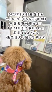 2025年8月29日生まれ、タイニープードル子犬レッド女の子（ピンクゴム）、千葉県市川市にお住まいのご家族に1月24日に引き取られました。名前はルルちゃん。偶然母犬と同じ名前です。
以前は保護犬を長年飼っていて、どこに行くにも一緒の生活を送っていたそうです。その犬が亡くなり、やはり犬がいない生活は寂しくて物足りないという事で、また犬がいる生活を送りたいという事でお問い合わせを頂きました。
ご家族皆様でお迎えの日を楽しみにされていました。

#トイプードル成長の記録
#トイプードルレッド出産
#トイプードルレッド子犬

#トイプードルブリーダー
#トイプードル子犬
トイプードルすもも

AHAPPYDOGLIFE
AHAPPYDOGLIFEトイプードル

イニシャルDの一族

語彙WD