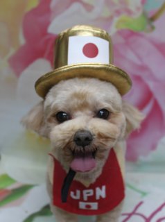 ミックス犬のコナくん♪ 花柄背景で金メダル＆鬼さん応援フォト！
こんにちは！ 有限会社A HAPPY DOG LIFEです。本日も可愛いわんちゃんがトリミングに来てくれました♪

■ コナくん、すっきりベアカット＆ハーブ歯磨きでリフレッシュ

本日はミックス犬のコナくんがご来店✨

トリミングでは、体は5ミリでスッキリと、お手入れしやすい長さにカットしました。足はストンときれいに見える筒状シルエットに整え、お顔はふんわり丸いベアカットスタイルに仕上げています。お耳としっぽは短めのボディの長さに合わせてそろえ、全体のバランスがよく見えるようにカットしました♪

さらに本日はハーブ歯磨きのオプションもご利用いただき、口まわりもさっぱり。トリミングと合わせてお口のケアまでできるので、見た目も気分もリフレッシュしてお帰りいただけます。

■ 金色シルクハット＆鬼さん帽子で楽しい応援フォト📸

トリミング後は、お楽しみの記念撮影タイム♪ オプションをお選びいただいた子には、帽子を使った特別コーデでお写真をお撮りしています。

1枚目は、金色のシルクハットに、日の丸があしらわれたデザインのコーディネート。赤いウェアの胸元には「JPN」のロゴと日の丸がプリントされていて、スポーツ観戦にぴったりの応援スタイルです。舌をちょこんと出したコナくんの表情も相まって、「がんばれ日本！」の気持ちが伝わる1枚になりました。

2枚目は、青いニットの鬼さん帽子バージョン。黄色と黒のボーダー柄のツノがちょこんと飛び出したデザインで、節分シーズンにも楽しいコーデです。どちらのスタイルも、淡いピンクと白のお花が広がる春らしい花柄背景との相性抜群で、季節感たっぷりの可愛い記念フォトに仕上がりました。

ミラノオリンピックでは、またまた日本勢から金メダルの嬉しいニュースが届いています✨ コナくんの応援フォトと一緒に、これからも日本代表をみんなで楽しく応援しましょう！

■ わんちゃんに優しいトリミング＆毎月変わる無料フォト

当サロンでは、わんちゃん一頭一頭にしっかり時間をかけ、負担の少ない丁寧な施術を心がけています。トリマーにも無理のない頭数調整を行い、落ち着いた環境のなかでトリミングを行うことで、わんちゃんがリラックスして過ごせるよう配慮しています。

トリミング後には、毎月変わる背景セットで記念撮影♪ 季節に合わせた背景に、首飾りやリボン、蝶ネクタイ、帽子、洋服など、わんちゃんの可愛さを引き立てるアイテムを多数ご用意しています。

被り物・洋服は約300着の中から、その子の雰囲気や毛色に合わせてお選びいただけます。撮影したお写真のデータは無料でお渡ししていますので、ご家族での記念や季節のごあいさつ用のお写真として、ぜひご活用ください。

■ 本日のわんちゃんの料金目安（プードル系MIX・5.5kg未満想定）

シャンプーコース：4,980円（税込）
シャンプーカットコース：5,980円（税込）
トリミングコース：45日以内 7,980円（税込）／46～52日 8,420円（税込）／53～59日 8,860円（税込）／60日以上 9,300円（税込）
※犬種・体格・毛量・オプション内容により、所要時間・料金は変わる場合があります ※トリミングコースは前回のトリミングからの日数により料金が変動します。45日以内のご利用がお得です

========================
🐾トリマーブログはこちらから🐾
https://doging.com/category/trimmer/
========================

【有限会社A HAPPY DOG LIFE】
住所：千葉県鎌ケ谷市西道野辺8-18
営業時間：9:00〜17:30
定休日：不定休（事前予約・問い合わせ推奨）
駐車場：あり（事前確認推奨）
支払方法：記載なし
安心・丁寧なトリミングと、毎月背景が変わる無料記念フォトサービスで、愛犬との幸せな時間をお手伝いします。

#ミックス犬 #トリミングサロン #鎌ケ谷トリミング #犬フォト #ahappydoglife