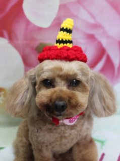 トイプードルの五エ門くん＆コロンボくん♪ 花柄背景で春色鬼さんコーデフォト！
こんにちは！ 有限会社A HAPPY DOG LIFEです。本日も可愛いわんちゃんがトリミングに来てくれました♪

■ 五エ門くん＆コロンボくん、春色鬼さんニット帽でおめかし

本日はトイプードルの五エ門くん＆コロンボくんがトリミングに来てくれました✨

五エ門くんは、被毛の質感をいかすためにファーメイクシャンプー＆トリートメントを使用してケア。体は8ミリで全身をすっきりとカットし、足先はメリハリのあるマイアミスタイルに仕上げました。お顔はふんわりとしたベアカットに整え、お耳は長さを残しつつ形を整えて、黒くまんまるなおめめとちいさな黒いお鼻がよく見えるスタイルです♪

コロンボくんは、肌にやさしい自然流シャンプーを使用して、全身をさっぱりと洗い上げました。今回はシャンプーカットコースでお顔まわりを中心にスッキリと整え、日常のお手入れがしやすいスタイルに。マズルまわりをシェイプしつつ、目元がよく見えるようにラインを調整しています。

トリミングのあとは、節分シーズンにぴったりの鬼さんニット帽でおめかし。五エ門くんは、赤いニット帽に赤・黄色・黒のボーダー柄ツノが付いたデザインに、首元はピンクのリボンとハートチャーム付きチョーカーをコーディネート。コロンボくんは、黄色いツノがポイントの緑色の鬼さんニット帽に赤いスカーフ、同じくピンクのハートチャーム付きチョーカーを合わせ、おそろい感のある節分コーデになりました。

■ ピンク花柄背景で春先取りツーショット📸

記念撮影では、淡いピンクと白のお花が一面に描かれた、春らしいフラワーデザインの背景をセレクトしました。

ふんわりとぼかした花びらが広がる背景の前で、五エ門くんとコロンボくんがちょこんとおすわり。赤と緑の鬼さんニット帽、ピンクのハートチャーム付きチョーカー、やさしい色合いの花柄背景の組み合わせで、節分から春のごあいさつまで楽しめる一枚になりました💕

鬼さん帽子での撮影は、オプションメニューをお選びいただいた方限定の特別フォトです。季節ならではのコーデを楽しみたい飼い主さまは、ぜひトリミングご予約時にお声がけください♪

■ わんちゃんに優しいトリミング＆毎月変わる無料フォト

当サロンでは、わんちゃん一頭一頭にしっかり時間をかけ、負担の少ない丁寧な施術を心がけています。トリマーにも無理のない頭数調整を行い、落ち着いた環境のなかでトリミングを行うことで、わんちゃんがリラックスして過ごせるよう配慮しています。

トリミング後には、毎月変わる背景セットで記念撮影♪ 季節に合わせた背景に、首飾りやリボン、蝶ネクタイ、帽子、洋服など、わんちゃんの可愛さを引き立てるアイテムを多数ご用意しています。

被り物・洋服は約300着の中から、その子の雰囲気や毛色に合わせてお選びいただけます。撮影したお写真のデータは無料でお渡ししていますので、ご家族での記念や季節のごあいさつ用のお写真として、ぜひご活用ください。

本日は、五エ門くん＆コロンボくんの飼い主さまから素敵な差し入れをいただきました。お心遣い、ありがとうございます！

■ 本日のわんちゃんの料金目安（トイプードル 5.5kg未満の場合）

シャンプーコース：4,980円（税込）
シャンプーカットコース：5,980円（税込）
トリミングコース：45日以内 7,980円（税込）／46～52日 8,420円（税込）／53～59日 8,860円（税込）／60日以上 9,300円（税込）
※犬の体格・毛量・オプション内容により、所要時間・料金は変わる場合があります ※トリミングコースは前回のトリミングからの日数により料金が変動します。45日以内のご利用がお得です

========================
🐾トリマーブログはこちらから🐾
https://doging.com/category/trimmer/
========================

【有限会社A HAPPY DOG LIFE】
住所：千葉県鎌ケ谷市西道野辺8-18
営業時間：9:00～17:30
定休日：不定休（事前予約・お問い合わせ推奨）
駐車場：あり（事前確認推奨）
支払方法：記載なし
安心・丁寧なトリミングと、毎月変わる背景での記念写真サービス、子犬販売・ペットホテルも行っています。

#トイプードル #トリミングサロン #節分フォト #犬のいる暮らし #鎌ケ谷