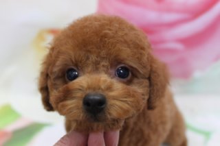 トイプードルの子犬・ふくくん♪ 新しい家族のもとへ旅立ちます
こんにちは！ 有限会社A HAPPY DOG LIFEです。本日は、当店で育った可愛いトイプードルの子犬のご紹介です♪

■ 12/11生まれ・レッドの男の子「ふくくん」

写真の子犬は、12/11生まれのトイプードル（レッド・男の子）ふくくんです。

くりっとした大きな黒いおめめと、ころんとしたまんまるフェイスがチャームポイント。赤みのあるふわふわの被毛がとても愛らしく、見つめ返してくれる表情から、好奇心旺盛で甘えんぼうな一面が伝わってきます。

撮影中も、人の手のぬくもりを感じながら安心した様子で、穏やかな性格が垣間見えました。

■ 明日、いよいよ新しいおうちへ♪

ふくくんは、明日、新しいご家族のもとへお引き渡し予定です。

当店では、子犬たちが新しい環境で安心して暮らせるよう、日々の触れ合いや基本的なしつけ、生活音や人とのコミュニケーションなど、社会化にも気を配りながらお世話をしています。

ふくくんにも、ご家族との暮らしにスムーズになじめるよう、それぞれのペースに合わせて丁寧に接してきました。明日からは、大好きなご家族と一緒に、たくさんの思い出を重ねていってくれることと思います。

ふくくん、これからも元気で、たくさん幸せになってね♡

※当店では、子犬のお迎えを検討されている方に向けて、飼い方やお迎え準備のご相談も承っています。気になる方はお気軽にお問い合わせください。

■ 子犬のご相談・トリミングのご予約について

トイプードルなどの子犬のご相談や、トリミング・ペットホテルのご利用をご希望の方は、お電話にてお問い合わせください。わんちゃんの性格や生活スタイルに合わせて、無理のないペースでサポートさせていただきます。

※子犬の頭数や状況により、ご案内できる内容が変わる場合があります。最新の状況はお問い合わせ時にご確認ください。

■ 本日のわんちゃんの料金目安（トイプードル 5.5kg未満の場合）

シャンプーコース：4,980円（税込）
シャンプーカットコース：5,980円（税込）
トリミングコース：45日以内 7,980円（税込）／46～52日 8,420円（税込）／53～59日 8,860円（税込）／60日以上 9,300円（税込）
※犬の体格・毛量・オプション内容により、所要時間・料金は変わる場合があります ※トリミングコースは前回のトリミングからの日数により料金が変動します。45日以内のご利用がお得です

========================
🐾トリマーブログはこちらから🐾
https://doging.com/category/trimmer/
========================

有限会社A HAPPY DOG LIFE

#トイプードル#トリミングサロン #春フォト #犬のいる暮らし #鎌ケ谷