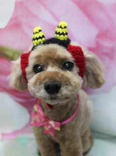 トイプードルのミートくん♪ 花柄背景で春色鬼さんハートコーデフォト！
こんにちは！ 有限会社A HAPPY DOG LIFEです。本日も可愛いわんちゃんがトリミングに来てくれました♪

■ ミートくん、すっきりカット＆ハーブ歯磨きでさっぱりおめかし

本日はトイプードルのミートくんがご来店✨

トリミングでは、体は3ミリで短くすっきりとカットし、四肢は体の長さに合わせた筒状スタイルに整えました。お顔は全体的にすっきりめにカットし、黒くまんまるなおめめとちいさな黒いお鼻がよく見えるシルエットに。しっぽは根元から先までまっすぐ見える棒状カット、お耳はフチに沿って丸く整え、コンパクトで可愛らしい印象に仕上げています♪

あわせて本日はハーブ歯磨きもご利用いただき、口もとのケアもしっかりと。トリミングと一緒にお口のケアをしてあげることで、日々の健康維持にもつながります。

■ 鬼さんニット帽＆ハートリボンで春のアップフォト📸

トリミングとハーブ歯磨きのあとは、お楽しみの記念撮影タイム♪

まずは、赤と黒のボーダー模様に、黄色と黒のツノが2本付いた鬼さんニット帽をかぶってパチリ。まんまるに整えたお顔と、大きな黒いおめめ、カラフルな鬼さん帽子の組み合わせがとてもキュートで、ちょっぴりユーモラスな一枚になりました。

続いて、首元にピンクのリボンと黄色いハートモチーフが付いたチョーカーをつけて撮影。背景には、淡いピンクを基調にした大きなお花柄のセットをセレクトしました。ふんわりぼかした花びらと、やさしい色合いのピンク背景が、ミートくんの明るい毛色とガーリーなハートリボンによく映えて、春のごあいさつにもぴったりのアップフォトになりました💕

※オプションをお選びいただいたわんちゃんには、帽子をかぶった特別フォトもお撮りしています

■ わんちゃんに優しいトリミング＆毎月変わる無料フォト

当サロンでは、わんちゃん一頭一頭にしっかり時間をかけ、負担の少ない丁寧な施術を心がけています。トリマーにも無理のない頭数調整を行い、落ち着いた環境のなかでトリミングを行うことで、わんちゃんがリラックスして過ごせるよう配慮しています。

トリミング後には、毎月変わる背景セットで記念撮影♪ 季節に合わせた背景に、首飾りやリボン、蝶ネクタイ、帽子、洋服など、わんちゃんの可愛さを引き立てるアイテムを多数ご用意しています。

被り物・洋服は約300着の中から、その子の雰囲気や毛色に合わせてお選びいただけます。撮影したお写真のデータは無料でお渡ししていますので、ご家族での記念や季節のごあいさつ用のお写真として、ぜひご活用ください。

■ 本日のわんちゃんの料金目安（トイプードル 5.5kg未満の場合）

シャンプーコース：4,980円（税込）
シャンプーカットコース：5,980円（税込）
トリミングコース：45日以内 7,980円（税込）／46～52日 8,420円（税込）／53～59日 8,860円（税込）／60日以上 9,300円（税込）
※犬の体格・毛量・オプション内容により、所要時間・料金は変わる場合があります ※トリミングコースは前回のトリミングからの日数により料金が変動します。45日以内のご利用がお得です

========================
🐾トリマーブログはこちらから🐾
https://doging.com/category/trimmer/
========================

有限会社A HAPPY DOG LIFE

#トイプードル #トリミングサロン #春フォト #犬のいる暮らし #鎌ケ谷