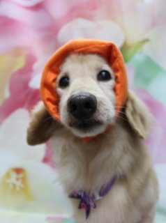 🌸《ミニチュアダックスのゴンくん＆ゆずちゃん》🌸
＼春色リボンで「Welcome Spring」フォト／

本日はミニチュアダックスのゴンくん＆ゆずちゃんがご来店✨
やわらかなブラウンの被毛をいかして、全身は日常のお手入れがしやすいようにすっきりカットしました。
胸元やおしりまわりも、もつれにくく汚れにくいスタイルに整えています🐾

首元には…
🟣 ゴンくん：パープルのリボン付きチョーカー
💗 ゆずちゃん：ピンクのリボン付きチョーカー
色違いの春色リボンがブラウンの被毛に映えて、兄妹おそろい風のガーリースタイルに♪

トリミング後はお楽しみの撮影タイム📸
淡いピンクと白のお花が一面に描かれた花柄背景に、
足元には「Welcome Spring」と筆記体で書かれた白いマット。
ちょこんとおすわりした2頭の大きな黒いおめめとつやっとしたお鼻が引き立って、
春のごあいさつにぴったりの1枚になりました💐

当サロンでは…
・わんちゃん一頭一頭に時間をかけた、負担の少ない丁寧なトリミング
・毎月変わる背景セットでの無料記念フォト
・首飾り・リボン・蝶ネクタイ・帽子・洋服など多数ご用意👗
被り物・洋服は約300着の中から、その子の雰囲気や毛色に合わせてお選びいただけます。
撮影したお写真データは【無料】でお渡ししています。

【本日のわんちゃん料金目安（ロングMダックスの場合）】
・シャンプーコース：4,400円（税込）
・シャンプーカットコース：5,400円（税込）
・トリミングコース：一律 6,200円（税込）
※体格・毛量・オプション内容により、所要時間・料金は変わる場合があります
※トリミングコースは前回のトリミングからの日数にかかわらず同一料金です

春らしいフォトと一緒に、すっきりトリミングしませんか？
わんちゃんに優しいサロンをお探しの方はぜひご相談ください🐶

【有限会社A HAPPY DOG LIFE】
住所：千葉県鎌ケ谷市西道野辺8-18
営業時間：9:00～17:30
定休日：不定休（事前予約・問い合わせ推奨）
駐車場：あり（事前確認推奨）
支払方法：記載なし
安心・丁寧なトリミングと、毎月変わる背景での記念写真サービスをご提供しています。

#ミニチュアダックス #トリミングサロン #春フォト #犬のいる暮らし #鎌ケ谷