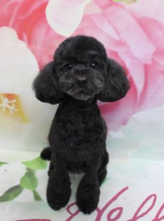 トイプードルのコムタン＆ハイジ＆ミニー♪ 花柄背景で春色トリオフォト！
こんにちは！ 有限会社A HAPPY DOG LIFEです。

3頭とも体は5ミリでお手入れしやすい長さにすっきりカットし、毛量や体格に合わせてバランスよく整えています。

コムタンは、体5ミリに四肢は足先に向かってふんわり毛を残したマイアミ風カット。お顔は丸いベアカットで、耳はフチに沿って短く丸く仕上げました。黒くまんまるなおめめとちいさな黒いお鼻がよく見える、キリッと可愛いスタイルです♪

ハイジは、体5ミリに四肢はまっすぐ整えた筒状シルエット。お顔はコムタンと同じベアカットで、耳は長さを残しながら毛先をそろえて、ふんわりと女の子らしい雰囲気に仕上げました。

ミニーは、体5ミリに四肢は小さめマイアミ風でカット。足元にほどよく丸みを残しつつ、日常のお手入れがしやすいスタイルにしています。お顔はベアカットで、つぶらな瞳が引き立つ愛らしい表情になりました♪

■ 「Hello」ロゴ入りマット＆花柄背景で春色トリオショット📸

トリミングのあとは、お楽しみの記念撮影タイム♪

背景には、淡いピンクと白のお花が一面に描かれた、春らしいフラワーデザインのセットをセレクトしました。ところどころに見えるグリーンの葉が差し色になり、全体をやさしくまとめてくれます。

足元には、ピンク色の筆記体で「Hello」と書かれた白いマットをセット。その上に、黒い被毛のコムタン、白い毛に少しクリーム色が混じったハイジ、あたたかみのあるブラウンのミニー、それぞれちょこんとおすわりしてカメラを見つめてくれました。

毛色のコントラストとふんわり花柄背景、「Hello」ロゴマットの組み合わせで、春のごあいさつにもぴったりの一枚になりました💕

■ わんちゃんに優しいトリミング＆毎月変わる無料フォト

当サロンでは、わんちゃん一頭一頭にしっかり時間をかけ、負担の少ない丁寧な施術を心がけています。トリマーにも無理のない頭数調整を行い、落ち着いた環境のなかでトリミングを行うことで、わんちゃんがリラックスして過ごせるよう配慮しています。

トリミング後には、毎月変わる背景セットで記念撮影♪ 季節に合わせた背景に、首飾りやリボン、蝶ネクタイ、帽子、洋服など、わんちゃんの可愛さを引き立てるアイテムを多数ご用意しています。

被り物・洋服は約300着の中から、その子の雰囲気や毛色に合わせてお選びいただけます。撮影したお写真のデータは無料でお渡ししていますので、ご家族での記念や季節のごあいさつ用のお写真として、ぜひご活用ください。

■ 本日のわんちゃんの料金目安（トイプードル 5.5kg未満の場合）

シャンプーコース：4,980円（税込）
シャンプーカットコース：5,980円（税込）
トリミングコース：45日以内 7,980円（税込）／46～52日 8,420円（税込）／53～59日 8,860円（税込）／60日以上 9,300円（税込）
※犬の体格・毛量・オプション内容により、所要時間・料金は変わる場合があります ※トリミングコースは前回のトリミングからの日数により料金が変動します。45日以内のご利用がお得です

========================
🐾トリマーブログはこちらから🐾
https://doging.com/category/trimmer/
========================

有限会社A HAPPY DOG LIFE

#AHAPPYDOGLIFE #鎌ケ谷トリミング #トイプードル #節分フォト #犬のいる暮らし