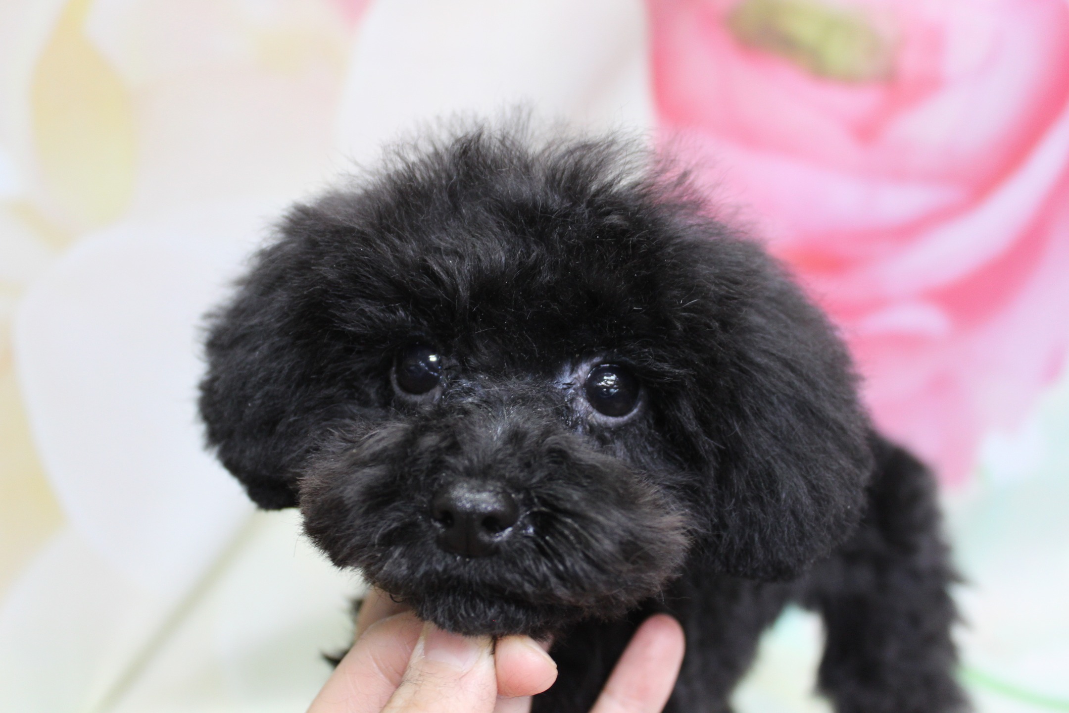 トイプードルの子犬ちゃん♪ 花柄背景で春色デビューフォト！
こんにちは！ 有限会社A HAPPY DOG LIFEです。

■ 9/14生まれのブラックの女の子、ふわふわカット

子犬らしいやわらかな黒い被毛を生かしつつ、今回はボディは大きくスタイルチェンジをせず、まずはお顔まわりを中心に整えるカットに。黒くまんまるなおめめとちいさな黒いお鼻がよく見えるようにラインを調整し、ふんわりとしたまんまるフェイスの印象になるよう仕上げました。

顎の下をそっと支えられながらカメラの方を見つめる表情は、とっても好奇心いっぱい。まだあどけなさの残る子犬期ならではの可愛さがぎゅっとつまった、初めてのトリミングとなりました♪

■ ピンク花柄背景で春色デビューフォト📸

トリミングのあとは、お楽しみの記念撮影タイム♪

背景には、淡いピンクと白のお花がぼかし調で描かれた、春らしいフラワーデザインのセットをセレクトしました。やさしい色合いの花柄がふんわりと広がり、黒い毛色の女の子とのコントラストがとてもきれいです。

まだ小さな体をそっと支えながら、カメラの方をじっと見つめるお顔をアップで撮影しました。きらきらの瞳とふわふわの被毛、柔らかなピンクの背景との組み合わせで、「はじめまして」のごあいさつにもぴったりの一枚になりました💕

■ わんちゃんに優しいトリミング＆毎月変わる無料フォト

当サロンでは、わんちゃん一頭一頭にしっかり時間をかけ、負担の少ない丁寧な施術を心がけています。特に子犬のトリミングでは、その日の様子を見ながら休憩をはさみ、無理のない範囲で進めるよう配慮しています。

トリマーにも無理のない頭数調整を行い、落ち着いた環境のなかでトリミングを行うことで、わんちゃんがリラックスして過ごせるよう心掛けています。

トリミング後には、毎月変わる背景セットで記念撮影♪ 季節に合わせた背景に、首飾りやリボン、蝶ネクタイ、帽子、洋服など、わんちゃんの可愛さを引き立てるアイテムを多数ご用意しています。

被り物・洋服は約300着の中から、その子の雰囲気や毛色に合わせてお選びいただけます。撮影したお写真のデータは無料でお渡ししていますので、子犬の成長記録や季節のごあいさつ用のお写真として、ぜひご活用ください。

■ 本日のわんちゃんの料金目安（トイプードル 5.5kg未満の場合）

シャンプーコース：4,980円（税込）
シャンプーカットコース：5,980円（税込）
トリミングコース：45日以内 7,980円（税込）／46～52日 8,420円（税込）／53～59日 8,860円（税込）／60日以上 9,300円（税込）
※子犬の場合は、その日の体調や様子を見ながら無理のない範囲で施術内容を調整いたします ※犬の体格・毛量・オプション内容により、所要時間・料金は変わる場合があります ※トリミングコースは前回のトリミングからの日数により料金が変動します。45日以内のご利用がお得です

========================
🐾トリマーブログはこちらから🐾
https://doging.com/category/trimmer/
========================

有限会社A HAPPY DOG LIFE

#AHAPPYDOGLIFE #鎌ケ谷トリミング #トイプードル #節分フォト #犬のいる暮らし