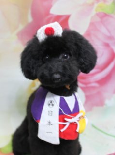 トイプードルのあんこくん♪ 花柄背景で和風＆テディベア春フォト！
こんにちは！ 有限会社A HAPPY DOG LIFEです。本日も可愛いわんちゃんがトリミングに来てくれました♪

■ あんこくん、ベアカット＆ハーブ歯磨き＆カシミヤタッチシャンプーでふんわり仕上げ

本日はトイプードルのあんこくんがご来店✨

オプションでハーブ歯磨きとカシミヤタッチシャンプーをご利用いただき、よりふんわりな手触りに仕上がりました。トリミングでは、体は13ミリでカットし、四肢はすらっと見える筒状スタイルに整えています。

お顔は頭とお耳をつなげたベアカットで、まんまるのシルエットに。お耳は短めに丸く仕上げ、尻尾も全体のバランスを見ながらふんわり整えました。黒くまんまるなおめめと、ちいさな黒いお鼻がよく見える、ぬいぐるみのようなスタイルです♪

■ 和風ハット＆国旗風スタイで「がんばれニッポン」スタイル📸

トリミングのあとは、お楽しみの記念撮影タイム♪

まずは白い丸帽子に赤い丸が入った、和風テイストのハットと、紫ベースに白と赤の丸モチーフが入ったスタイでコーディネート。まるで応援ユニフォームのような雰囲気で、あんこくんのきりっとした表情がより頼もしく見えるスタイルになりました。

背景には、淡いピンクと白のお花が一面に描かれた、春らしいフラワーデザインのセットをセレクト。ふんわりぼかした花びらが広がる中、あんこくんがちょこんとおすわりしてカメラを見つめる様子は、春のごあいさつフォトにもぴったりです💕

■ テディベア着ぐるみ＆ハートクッションでキュートフォト📸

続いては、もこもこのテディベア着ぐるみにお着替え♪ クマ耳付きフードから、あんこくんのまんまるフェイスがのぞく、ぬいぐるみそっくりのスタイルです。

両前足で真っ赤なハート型クッションをぎゅっと抱えたポーズで、花柄背景の前にちょこんとおすわり。ベージュのふわふわ素材と鮮やかな赤いハート、ピンク×白の花柄背景がよくなじんで、とてもラブリーな一枚になりました。

さらに、青い毛糸の鬼さん風ニット帽と水色×白のバンダナ、ピンクのハート柄蝶ネクタイのコーデでも撮影。節分から春のごあいさつまで楽しめる、表情豊かなフォトになっています♪

■ わんちゃんに優しいトリミング＆オプション利用で帽子フォトも♪

当サロンでは、わんちゃん一頭一頭にしっかり時間をかけ、負担の少ない丁寧な施術を心がけています。トリマーにも無理のない頭数調整を行い、落ち着いた環境のなかでトリミングを行うことで、わんちゃんがリラックスして過ごせるよう配慮しています。

トリミング後には、毎月変わる背景セットで記念撮影♪ 季節に合わせた背景に、首飾りやリボン、蝶ネクタイ、帽子、洋服など、わんちゃんの可愛さを引き立てるアイテムを多数ご用意しています。

オプションメニューをお選びいただいた子には、帽子を使った特別フォトもお撮りしています。被り物・洋服は約300着の中から、その子の雰囲気や毛色に合わせてお選びいただけます。撮影したお写真のデータは無料でお渡ししていますので、ご家族での記念や季節のごあいさつ用のお写真として、ぜひご活用ください。

■ 本日のわんちゃんの料金目安（トイプードル 5.5kg未満の場合）

シャンプーコース：4,980円（税込）
シャンプーカットコース：5,980円（税込）
トリミングコース：45日以内 7,980円（税込）／46～52日 8,420円（税込）／53～59日 8,860円（税込）／60日以上 9,300円（税込）
※犬の体格・毛量・オプション内容により、所要時間・料金は変わる場合があります ※トリミングコースは前回のトリミングからの日数により料金が変動します。45日以内のご利用がお得です

========================
🐾トリマーブログはこちらから🐾
https://doging.com/category/trimmer/
========================

有限会社A HAPPY DOG LIFE

#トイプードル#トリミングサロン #春フォト #犬のいる暮らし #鎌ケ谷