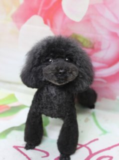 トイプードルのクレア♪ 花柄背景で耳長マッシュベアフォト！
こんにちは！ 有限会社A HAPPY DOG LIFEです♪

■ クレアは体5ミリ＆足バリ細めブーツカットでスッキリおめかし

本日はトイプードルのクレア✨

全身は体5ミリでスッキリとカットし、足先はお手入れがしやすいように足バリを入れてから、細めのブーツカットに仕上げました。スラッとした足元に見えるようバランスを見ながら整え、日常のお手入れのしやすさと可愛らしさを両立しています。

お顔は、頬から口元にかけてふんわり丸みを出したマッシュベアカットで、耳は長さをしっかり残してストンと下に落ちるシルエットに。黒くまんまるなおめめとちいさな黒いお鼻がよく見える、ぬいぐるみのようなスタイルになりました♪

■ ピンク花柄背景で春らしいスタンドポーズフォト📸

トリミングのあとは、お楽しみの記念撮影タイム♪

背景には花柄がふんわりと広がり、クレアのつやっとした黒い被毛をやさしく引き立ててくれます。

足元には、ピンクとグリーンの模様が入った白いマットを敷き、その上でクレアちゃんがちょこんと立ちポーズ。まんまるなマッシュベアフェイスと長めのお耳、細めブーツの足元が花柄背景と相性ぴったりです💕

■ わんちゃんに優しいトリミング＆毎月変わる無料フォト

当サロンでは、わんちゃん一頭一頭にしっかり時間をかけ、負担の少ない丁寧な施術を心がけています。トリマーにも無理のない頭数調整を行い、落ち着いた環境のなかでトリミングを行うことで、わんちゃんがリラックスして過ごせるよう配慮しています。

トリミング後には、毎月変わる背景セットで記念撮影♪ 季節に合わせた背景に、首飾りやリボン、蝶ネクタイ、帽子、洋服など、わんちゃんの可愛さを引き立てるアイテムを多数ご用意しています。

被り物・洋服は約300着の中から、その子の雰囲気や毛色に合わせてお選びいただけます。撮影したお写真のデータは無料でお渡ししていますので、ご家族での記念や季節のごあいさつ用のお写真として、ぜひご活用ください。

■ 本日のわんちゃんの料金目安（トイプードル 5.5kg未満の場合）

シャンプーコース：4,980円（税込）
シャンプーカットコース：5,980円（税込）
トリミングコース：45日以内 7,980円（税込）／46～52日 8,420円（税込）／53～59日 8,860円（税込）／60日以上 9,300円（税込）
※犬の体格・毛量・オプション内容により、所要時間・料金は変わる場合があります ※トリミングコースは前回のトリミングからの日数により料金が変動します。45日以内のご利用がお得です

========================
🐾トリマーブログはこちらから🐾
https://doging.com/category/trimmer/
========================

【有限会社A HAPPY DOG LIFE】
住所：千葉県鎌ケ谷市西道野辺8-18
営業時間：9:00〜17:30
定休日：不定休（事前予約・問い合わせ推奨）
駐車場：あり（事前確認推奨）
支払方法：記載なし
アクセス：東武野田線馬込沢駅西口より慈裕苑行きに乗り、藤台中央公園バス停下車徒歩3分／鎌ヶ谷駅から車で約6分／鎌ヶ谷道野辺郵便局近く
その他：犬の同伴・預かり可、トリミング後は記念写真データを無料でお渡ししています

#トイプードル #トリミングサロン #春フォト #鎌ケ谷 #AHAPPYDOGLIFE