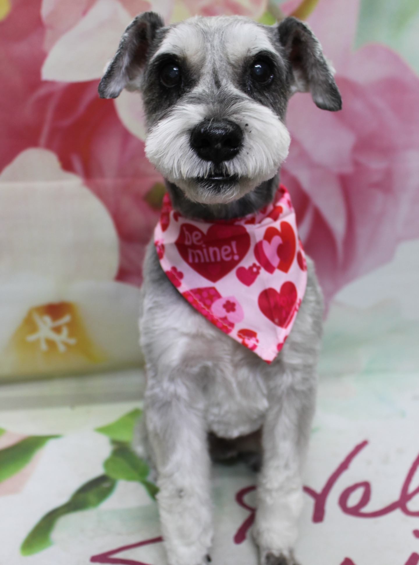 ミニチュアシュナウザーのマロンくん♪ 花柄背景でバレンタイン「Be mine!」フォト！
こんにちは！ 有限会社A HAPPY DOG LIFEです。本日も可愛いわんちゃんがトリミングに来てくれました♪

■ マロンくん、8ミリボディ＆シュナカットですっきりおめかし

本日はミニチュアシュナウザーのマロンくんがトリミングに来てくれました✨

ボディは8ミリで全体をすっきりと整え、足は細めの筒状シルエットにカット。足先はお手入れがしやすいように足バリを入れて、清潔さと過ごしやすさの両方を意識したスタイルです。お顔まわりは、ミニチュアシュナウザーらしいシュナカットで、口ひげと眉をキリッと残しつつ、黒いおめめがよく見えるようにバランスを整えました♪

首元には、ピンク色のバンダナをコーディネート。赤いハートと「Be mine!」のメッセージが描かれたデザインで、グレー×ホワイトの毛色とのコントラストが映える、バレンタインシーズンにもぴったりのおめかしスタイルになりました。

■ 花柄背景でバレンタインフォト📸

トリミングのあとは、お楽しみの記念撮影タイム♪

背景には、淡いピンクと白のお花が大きく描かれた、ふんわり優しい雰囲気のフラワーデザインをセレクトしました。ぼかし調で広がる花びらが、マロンくんのくりっとした黒いおめめと立派なおヒゲをやさしく引き立ててくれます。

足元には、グリーンの葉のモチーフと、ピンク色のマットをセット。その上でマロンくんがちょこんとおすわりし、カメラをまっすぐ見つめてくれました。ハート柄の「Be mine!」バンダナと花柄背景、「Welcome」ロゴマットの組み合わせで、大切な人へのバレンタインメッセージにも使いやすい一枚になりました💕

■ わんちゃんに優しいトリミング＆季節ごとの無料フォト

当サロンでは、わんちゃん一頭一頭にしっかり時間をかけ、負担の少ない丁寧な施術を心がけています。トリマーにも無理のない頭数調整を行い、落ち着いた環境のなかでトリミングを行うことで、わんちゃんがリラックスして過ごせるよう配慮しています。

トリミング後には、季節に合わせた背景セットで記念撮影♪ 花柄やイベントモチーフの背景に、首飾りやリボン、蝶ネクタイ、帽子、洋服など、わんちゃんの可愛さを引き立てるアイテムを多数ご用意しています。

被り物・洋服は約300着の中から、その子の雰囲気や毛色に合わせてお選びいただけます。撮影したお写真のデータは無料でお渡ししていますので、ご家族の記念や季節のごあいさつ用のお写真として、ぜひご活用ください。

■ 本日のわんちゃんの料金目安（Mシュナウザーの場合）

シャンプーコース：4,980円（税込）
シャンプーカットコース：5,980円（税込）
トリミングコース：45日以内 7,980円（税込）／46～52日 8,420円（税込）／53～59日 8,860円（税込）／60日以上 9,300円（税込）
※犬の体格・毛量・オプション内容により、所要時間・料金は変わる場合があります ※トリミングコースは前回のトリミングからの日数により料金が変動します。45日以内のご利用がお得です

========================
🐾トリマーブログはこちらから🐾
https://doging.com/category/trimmer/
========================

【有限会社A HAPPY DOG LIFE】
住所：千葉県鎌ケ谷市西道野辺8-18
営業時間：9:00〜17:30
定休日：不定休（事前予約・問い合わせ推奨）
駐車場：あり（事前確認推奨）
支払方法：記載なし
アクセス：東武野田線馬込沢駅西口より慈裕苑行きに乗り、藤台中央公園バス停下車徒歩3分／鎌ヶ谷駅から車で約6分／鎌ヶ谷道野辺郵便局近く
その他：犬の同伴・預かり可、トリミング後は記念写真データを無料でお渡ししています

#ミニチュアシュナウザー #トリミングサロン #春フォト #鎌ケ谷 #AHAPPYDOGLIFE