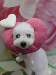 トイプードルのファミちゃん♪ 花柄背景で春色ハート「Love」フォト！
こんにちは！ 有限会社A HAPPY DOG LIFEです。本日も可愛いわんちゃんがトリミングに来てくれました♪

■ ファミちゃん、ソフトモヒカン＆春色ハートコーデでおめかし

本日はトイプードルのファミちゃんがトリミングに来てくれました✨

ボディはバリカン10ミリで、日常のお手入れがしやすい長さにすっきりカット。足先はハサミで足バリ風に仕上げ、床との境目が汚れにくいスタイルに整えました。

頭はトップを残したソフトモヒカンスタイルに。耳はフチでカットして丸く整え、全体にメリハリのある、元気でおしゃれなシルエットになりました。

本日はオプションでハーブ歯磨きと炭酸泉もご利用いただきました。さっぱりリフレッシュしながら、お口や皮膚・被毛のケアもしっかり行っています。

■ オプションご利用わんちゃん限定♪ ハートクッション＆「Love」コーデフォト📸

トリミングとオプションのあとは、お楽しみの記念撮影タイム♪

1枚目の写真では、ファミちゃんの首元に、ふわふわのピンクハートクッションをコーディネート。クッションの上部には白い小さなハートと「Love」の文字があしらわれ、足元のリボン中央には、ちいさなテディベアチャームが付いています。

やわらかな白い被毛と濃いめの黒いお鼻・おめめ、ピンクのハートクッションの組み合わせで、思わず見とれてしまうラブリーショットになりました。

2枚目の写真では、首元にピンクのリボンとテディベアチャーム付きのアクセサリーをつけ、花柄背景の前でちょこんとおすわり。少し白く濁ったおめめでまっすぐカメラを見つめる表情は、とても穏やかで、ファミちゃんの優しい雰囲気が伝わる1枚です💕

※当サロンでは、目が見えにくい・シニアなどのわんちゃんも、その子の様子を見ながら無理のない範囲でトリミングを行っています

■ わんちゃんに優しいトリミング＆毎月変わる無料フォト

当サロンでは、わんちゃん一頭一頭にしっかり時間をかけ、負担の少ない丁寧な施術を心がけています。トリマーにも無理のない頭数調整を行い、落ち着いた環境のなかでトリミングを行うことで、わんちゃんがリラックスして過ごせるよう配慮しています。

トリミング後には、毎月変わる背景セットで記念撮影♪ 季節に合わせた背景に、首飾りやリボン、蝶ネクタイ、帽子、洋服など、わんちゃんの可愛さを引き立てるアイテムを多数ご用意しています。

オプションメニューをご利用いただいたわんちゃんには、帽子などを使った特別コーデでの撮影サービスも行っています。撮影したお写真のデータは無料でお渡ししていますので、ご家族での記念や季節のごあいさつ用のお写真として、ぜひご活用ください。

■ ファミちゃんの料金目安（トイプードル 5.5kg未満想定）

シャンプーコース：4,980円（税込）
シャンプーカットコース：5,980円（税込）
トリミングコース：45日以内 7,980円（税込）／46～52日 8,420円（税込）／53～59日 8,860円（税込）／60日以上 9,300円（税込）
※犬の体格・毛量・月齢・オプション内容により、所要時間・料金は変わる場合があります ※トリミングコースは前回のトリミングからの日数により料金が変動します。45日以内のご利用がお得です

========================
🐾トリマーブログはこちらから🐾
https://doging.com/category/trimmer/
========================

有限会社A HAPPY DOG LIFE

#トイプードル #トリミングサロン #鎌ケ谷 #犬のいる暮らし #ペットフォト
