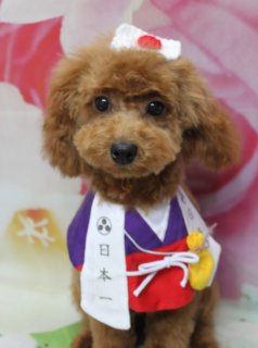 トイプードルのポムくん♪ 春色鬼さん＆日本一コーデで記念フォト！
こんにちは！ 有限会社A HAPPY DOG LIFEです。本日も可愛いわんちゃんがトリミングに来てくれました♪

■ ポムくん、ベアカット＆春の鬼さん・日本一コーデでおめかし

本日はトイプードルのポムくんがトリミングに来てくれました✨

トリミング後は、体は10ミリ、四肢は筒状でスッキリと整え、足まわりは短くカットしてお手入れしやすいスタイルに。お顔は、黒くまんまるなおめめとちいさな黒いお鼻がよく見えるベアカットで、頭と耳の毛をつなげていくスタイルに仕上げています♪

今回は、赤い鬼さんフードや鬼のお面、日本一のはっぴ風スタイルなど、節分シーズンにぴったりのコーデで撮影しました。赤いフードには黄色×黒のツノが付いていたり、胸元にはにっこり笑顔の鬼さん飾り、日本一の文字入り前掛けには三つ巴の紋が描かれていたりと、遊び心たっぷりのおめかしです。

■ オゾンシャワー＆ハーブ歯磨きでさっぱりケア

ポムくんは本日、通常のトリミングに加えてオゾンシャワーとハーブ歯磨きのオプションもご利用いただきました。

オゾンシャワーは、皮膚や被毛をすっきり洗い上げるケアで、さっぱり清潔に保ちたい子におすすめのメニューです。また、ハーブ歯磨きは、ハーブ配合ジェルを使ってやさしくブラッシングし、お口まわりをケアしていきます。トリミングと一緒にケアを取り入れていただくことで、全身をより清潔に保つお手伝いができます。

■ 花柄背景で季節感たっぷり！ オプションご利用の子には帽子フォトも📸

トリミングのあとは、お楽しみの記念撮影タイム♪

背景には、淡いピンクと白のお花が大きく描かれた、春らしいフラワーデザインのセットを使用しています。ふんわり広がる花びらがやさしい雰囲気を演出し、ポムくんのまんまるフェイスと個性豊かな鬼さんコーデ、日本一コーデをいっそう引き立ててくれます。

当サロンでは、オプションメニューをお選びいただいたわんちゃんには、帽子をかぶった特別フォトもお撮りしています。季節に合わせた帽子や小物でのおめかしショットは、ご家族の記念や季節のごあいさつ用のお写真にもぴったりです。

撮影したお写真のデータは無料でお渡ししていますので、ぜひお家でもお楽しみください。

■ ポムくんの料金目安（トイプードル 5.5kg未満想定）

シャンプーコース：4,980円（税込）
シャンプーカットコース：5,980円（税込）
トリミングコース：45日以内 7,980円（税込）／46～52日 8,420円（税込）／53～59日 8,860円（税込）／60日以上 9,300円（税込）
※犬の体格・毛量・月齢・オプション内容により、所要時間・料金は変わる場合があります ※トリミングコースは前回のトリミングからの日数により料金が変動します。45日以内のご利用がお得です

========================
🐾トリマーブログはこちらから🐾
https://doging.com/category/trimmer/
========================

有限会社A HAPPY DOG LIFE

#トイプードル #トリミングサロン #鎌ケ谷 #犬のいる暮らし #ペットフォト
