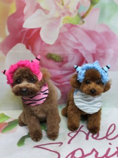 トイプードルのリノちゃん＆アオくん♪ オゾンシャワーでふわさら春色鬼さんフォト！
こんにちは！ 有限会社A HAPPY DOG LIFEです。本日も可愛いわんちゃんがトリミングに来てくれました♪

■ リノちゃん＆アオくん、オゾンシャワー＆自然流シャンプーでふわさら仕上げ

本日はトイプードルのリノちゃん＆アオくんがトリミングに来てくれました✨

ふたりとも、オゾンシャワーと自然流シャンプー＆トリートメントのコースをご利用いただき、やわらかくふんわりとした手触りに仕上がりました。

カットは、リノちゃん・アオくん共に体は10ミリ、四肢は筒状スタイルです。体のラインがきれいに見えるようバランスを見ながら整え、足先までコロンと丸みが出るようにカットしました。お耳はどちらも短く丸く整えて、全体的に幼く可愛らしい印象になるよう仕上げています。

お顔は今人気の韓国ベア風カット。黒くまんまるなおめめと、ちいさな黒いお鼻がしっかり見えるように調整し、ころんと丸いシルエットで思わず抱きしめたくなるようなベアスタイルになりました♪

■ 日本一ハチマキ＆鬼さんコーデで節分〜春のごあいさつフォト📸

トリミングのあとは、お楽しみの記念撮影タイム♪

リノちゃんがピンクのツノ飾り＆ピンク×黒ボーダーのバンダナ、アオくんがブルーのツノ飾り＆白×グレーボーダーのバンダナを身につけた、春色鬼さんツーショット。背景には淡いピンクと白のお花が描かれたフラワーデザインのセット、足元には「Hello Spring」と書かれた白いマットを敷き、節分から春のごあいさつにもぴったりの一枚になりました💕

リノちゃんはもも太郎風のコーデ、アオ君は鬼のコーデ！
二人ともかっこいい！

ハートの帽子でバレンタインコーデをした二人
見てる側がキュンキュンする可愛い写真になりました♡

■ オプションご利用のわんちゃんには帽子フォトも♪

当サロンでは、オプションをお選びいただいたわんちゃんに、帽子をかぶった記念写真をお撮りしています。

季節に合わせた帽子やかぶり物をご用意しており、今回は日本一スタイルや鬼さんニット帽など、節分〜春にぴったりのコーデで撮影しました。背景は月替わりの花柄セットと組み合わせ、愛犬の可愛さがより引き立つようにコーディネートしています。

撮影したお写真のデータは無料でお渡ししていますので、ご家族での記念や季節のごあいさつ用のお写真として、ぜひご活用ください。

■ リノちゃん＆アオくんの料金目安（トイプードル 5.5kg未満の場合）

シャンプーコース：4,980円（税込）
シャンプーカットコース：5,980円（税込）
トリミングコース：45日以内 7,980円（税込）／46～52日 8,420円（税込）／53～59日 8,860円（税込）／60日以上 9,300円（税込）
※犬の体格・毛量・月齢・オプション内容により、所要時間・料金は変わる場合があります ※トリミングコースは前回のトリミングからの日数により料金が変動します。45日以内のご利用がお得です

========================
🐾トリマーブログはこちらから🐾
https://doging.com/category/trimmer/
========================

【有限会社A HAPPY DOG LIFE】
住所：千葉県鎌ケ谷市西道野辺8-18
営業時間：9:00～17:30
定休日：不定休（事前予約・問い合わせ推奨）
駐車場：あり（事前確認推奨）
支払方法：記載なし
アクセス：東武野田線 馬込沢駅西口より「慈裕苑」行き乗車→藤台中央公園バス停下車徒歩3分／鎌ヶ谷駅から車で約6分（鎌ヶ谷道野辺郵便局近く）

#トイプードル #トリミングサロン #鎌ケ谷トリミング #犬好きさんと繋がりたい #ペットフォト