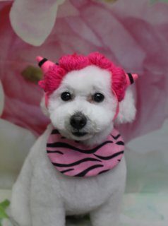 🐶《トイプードル・ロナちゃんご来店♪》
＼花柄背景で「Hello」春フォト📸／

本日はトイプードルのロナちゃんがトリミングに来てくれました✨
やわらかなホワイトの被毛を生かして、全身は日常のお手入れがしやすいように短めすっきりカット。
体のラインがきれいに見えるようバランスを見ながら整え、全体はまんまるシルエットに仕上げています。

お顔まわりは、黒くまんまるなおめめと小さな黒いお鼻がよく見える【まんまるフェイス】スタイルに♪
お耳は丸くカットしてふんわり横に落ちるように整え、子犬らしいあどけなさを引き立てました。
首元にはストーンがきらっと光るピンクのリボンタイをコーディネートして、ホワイトの被毛とのコントラストでガーリーなおめかしスタイルです💝

トリミングのあとは、お楽しみの記念撮影タイム📷
淡いピンクのお花が一面に描かれた春らしいフラワーデザインの背景に、
足元にはグリーンの葉モチーフと、ピンク色で「Hello」と書かれたマット。
その上でロナちゃんがちょこんとおすわりして、つぶらな瞳とまんまるフェイス、ピンクのリボンが映える、春のごあいさつにもぴったりの一枚になりました🌸

当サロンでは、わんちゃん一頭一頭にしっかり時間をかけ、負担の少ない丁寧なトリミングを心がけています。
毎月変わる背景セットでの記念撮影と、首飾り・リボン・蝶ネクタイ・帽子・洋服などのアイテムも多数ご用意。
被り物・洋服は約300着の中から、その子の雰囲気や毛色に合わせてお選びいただけます。
撮影したお写真のデータは無料でお渡ししていますので、ご家族での記念や季節のごあいさつフォトにご活用ください♪

【ロナちゃん料金目安（トイプードル 5.5kg未満想定）】
・シャンプーコース：4,980円（税込）
・シャンプーカットコース：5,980円（税込）
・トリミングコース：
　45日以内 7,980円（税込）
　46～52日 8,420円（税込）
　53～59日 8,860円（税込）
　60日以上 9,300円（税込）
※犬の体格・毛量・月齢・オプション内容により、所要時間・料金は変わる場合があります
※トリミングコースは前回のトリミングからの日数により料金が変動します（45日以内のご利用がお得です）

わんちゃんに優しいトリミングと、季節ごとに楽しめる無料フォト撮影でお待ちしています🐾

【有限会社A HAPPY DOG LIFE】
住所：千葉県鎌ケ谷市西道野辺8-18
営業時間：9:00〜17:30
定休日：不定休（事前予約・問い合わせ推奨）
支払方法：記載なし
アクセス：東武野田線馬込沢駅西口より慈裕苑行きバス「藤台中央公園」下車徒歩3分／鎌ヶ谷駅から車で約6分／鎌ヶ谷道野辺郵便局近く
特徴：犬にもトリマーにも優しい丁寧トリミング＆毎月変わる記念写真サービス

#トイプードル #トリミングサロン #鎌ケ谷トリミング #犬のいる暮らし #ペットフォト
