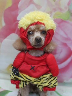 トイプードルのオーシャンくん♪ モヒカンスタイル＆春色コーデフォト！
こんにちは！ 有限会社A HAPPY DOG LIFEです。本日も可愛いわんちゃんがトリミングに来てくれました♪

■ オーシャンくん、モヒカンカット＆ハートチョーカーでおめかし

本日はトイプードルのオーシャンくんがトリミングに来てくれました✨

今回はオプションでハーブ歯磨きと泥シャンプーをご利用いただき、口まわりのケアと皮膚・被毛をやさしく整えながらトリミングを行いました。

カットは、体は3ミリ、四肢は6ミリで、足先は足バリですっきりとしたスタイルに。頭は毛量を生かしてキリッとしたモヒカンスタイルに仕上げ、お顔は顔バリでおめめとお鼻がくっきり見える大人っぽい表情になりました。耳はフチで丸くカットし、尾は棒状に整えて、全体的にメリハリのあるおしゃれカットです♪

首元には、ピンクのリボンに黄色いハート柄があしらわれ、中央に白い飾りがきらっと光るハートチョーカーをコーディネート。明るいブラウンの被毛との相性も良く、春のお出かけにもぴったりのおめかしスタイルになりました。

■ 花柄背景で春のごあいさつフォト📸

トリミングのあとは、お楽しみの記念撮影タイム♪

背景には、ピンク・白・黄色・グリーンの花びらがふんわりと広がる、春らしいフラワーデザインのセットをセレクトしました。淡い色合いのお花がやさしい雰囲気を演出し、オーシャンくんの表情をより可愛らしく引き立ててくれます。

足元には、グリーンの葉とピンクのお花のモチーフが描かれたマットをセット。その上でオーシャンくんがちょこんとおすわりし、モヒカンヘアとハートチョーカーを見せながらカメラを見つめてくれました。キリッとしたカットスタイルと春色の背景の組み合わせで、春のごあいさつにも使いやすい一枚になりました💕

■ オプション利用のわんちゃん限定♪ 帽子付きコーデフォトも

当サロンでは、オプションメニューをお選びいただいたわんちゃんに、帽子をかぶったお写真もお撮りしています。

季節に合わせたニット帽や、節分シーズンの鬼さん風コーデ、ハートモチーフのアイテムなど、その子に似合うスタイルをご提案しながら、おしゃれに記念撮影を楽しんでいただけます。

本日のオーシャンくんも、春らしい背景とあわせて、特別な一枚に仕上がりました📸

■ わんちゃんに優しいトリミング＆毎月変わる無料フォト

当サロンでは、わんちゃん一頭一頭にしっかり時間をかけ、負担の少ない丁寧な施術を心がけています。トリマーにも無理のない頭数調整を行い、落ち着いた環境のなかでトリミングを行うことで、わんちゃんがリラックスして過ごせるよう配慮しています。

トリミング後には、毎月変わる背景セットで記念撮影♪ 季節に合わせた背景に、首飾りやリボン、蝶ネクタイ、帽子、洋服など、わんちゃんの可愛さを引き立てるアイテムを多数ご用意しています。

被り物・洋服は約300着の中から、その子の雰囲気や毛色に合わせてお選びいただけます。撮影したお写真のデータは無料でお渡ししていますので、ご家族での記念や季節のごあいさつ用のお写真として、ぜひご活用ください。

■ オーシャンくんの料金目安（トイプードル 5.5kg未満想定）

シャンプーコース：4,980円（税込）
シャンプーカットコース：5,980円（税込）
トリミングコース：45日以内 7,980円（税込）／46～52日 8,420円（税込）／53～59日 8,860円（税込）／60日以上 9,300円（税込）
※犬の体格・毛量・月齢・オプション内容により、所要時間・料金は変わる場合があります ※トリミングコースは前回のトリミングからの日数により料金が変動します。45日以内のご利用がお得です

========================
🐾トリマーブログはこちらから🐾
https://doging.com/category/trimmer/
========================

【有限会社A HAPPY DOG LIFE】
住所：千葉県鎌ケ谷市西道野辺8-18
営業時間：9:00～17:30
定休日：不定休（事前予約・問い合わせ推奨）
駐車場：あり（事前確認推奨）
支払方法：記載なし
特徴：トリマー一人あたり1日2頭＋αの丁寧な施術で、わんちゃんにもトリマーにも負担の少ないトリミングサロンです。トリミング後は、年13回変わる背景＆約300着の被り物・洋服での記念撮影データを無料でお渡ししています。

#トイプードル #トリミングサロン #鎌ケ谷 #犬のいる暮らし #ペットフォト