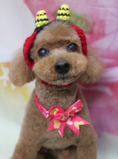 トイプードルのモコくん♪ 春色ハート鬼さん帽子コーデ＆ハーブ歯磨きケア
こんにちは！ 有限会社A HAPPY DOG LIFEです。本日も可愛いわんちゃんがトリミングに来てくれました♪

■ モコくん、ベアカット＆春色ハートリボンでおめかし

本日はトイプードルのモコくんがトリミングに来てくれました✨

ボディは6ミリで短くすっきり、四肢は細めの筒状シルエットにカット。毎日のお手入れがしやすいよう、全身バランスよく整えました。お顔はくりっとした黒いおめめと小さな黒いお鼻がよく見えるベアカットに、お耳はフチでコンパクトにカットしています。しっぽは動きが伝わりやすい棒状スタイルで、元気な印象に仕上がりました♪

首元には、ピンクのリボンに黄色いハート模様と、小さな赤いハートチャームがきらっと光るハート柄チョーカーをコーディネート。コントラストが可愛らしく、春のお出かけにもぴったりのおめかしスタイルになりました。

■ ハーブ歯磨きでお口もすっきりリフレッシュ

今回はトリミングに加えて、ハーブ歯磨きのオプションもご利用いただきました。

優しいハーブの香りに包まれながらお口周りをケアすることで、口元もさっぱり。トリミングと合わせてケアすることで、見た目だけでなく、日々のコンディションづくりのお手伝いもさせていただいています。

※わんちゃんの様子や状態に合わせて、無理のない範囲で施術を行っています

■ オプション利用のわんちゃん限定♪ 鬼さん帽子フォト📸

トリミングとハーブ歯磨きの後は、お楽しみの記念撮影タイム♪

今回は、節分シーズンにぴったりの鬼さん帽子スタイルで撮影しました。黒いニットの土台に、黄色と黒のボーダー柄のツノが2本ちょこんと立ち、縁には赤い編み込みがぐるり。モコくんのまんまるフェイスに、ちょっぴりユニークで可愛い鬼さんコーデがよくお似合いです。

背景には、淡いピンクのお花が一面に描かれた春らしいフラワーデザインをセレクト。ぼかし調で広がる花びらがふんわりとした雰囲気を演出し、ハート柄チョーカーと鬼さん帽子のコーディネートをやさしく引き立ててくれます。

※帽子をはじめとしたオプションアイテムは、オプションメニューをお選びいただいた方限定で撮影させていただいています

■ わんちゃんに優しいトリミング＆毎月変わる無料フォト

当サロンでは、わんちゃん一頭一頭にしっかり時間をかけ、負担の少ない丁寧な施術を心がけています。トリマーにも無理のない頭数に調整し、落ち着いた環境のなかでトリミングを行うことで、わんちゃんがリラックスして過ごせるよう配慮しています。

トリミング後には、毎月変わる背景セットで記念撮影♪ 季節に合わせた背景に、首飾りやリボン、蝶ネクタイ、帽子、洋服など、わんちゃんの可愛さを引き立てるアイテムを多数ご用意しています。

被り物・洋服は約300着の中から、その子の雰囲気や毛色に合わせてお選びいただけます。撮影したお写真のデータは無料でお渡ししていますので、ご家族での記念や、季節のごあいさつ用のお写真として、ぜひご活用ください。

■ モコくんの料金目安（トイプードル 5.5kg未満の場合）

シャンプーコース：4,980円（税込）
シャンプーカットコース：5,980円（税込）
トリミングコース：45日以内 7,980円（税込）／46～52日 8,420円（税込）／53～59日 8,860円（税込）／60日以上 9,300円（税込）
※犬の体格・毛量・月齢・オプション内容により、所要時間・料金は変わる場合があります ※トリミングコースは前回のトリミングからの日数により料金が変動します。45日以内のご利用がお得です

========================
🐾トリマーブログはこちらから🐾
https://doging.com/category/trimmer/
========================

有限会社A HAPPY DOG LIFE

#トイプードル #トリミングサロン #鎌ケ谷トリミング #犬のいる暮らし #ペットフォト