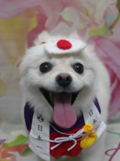 ポメラニアンのハッピーちゃん♪ 鬼さん＆だるまさん帽子で春のおめかしフォト！
こんにちは！ 有限会社A HAPPY DOG LIFEです。本日も可愛いわんちゃんがトリミングに来てくれました♪

■ ハッピーちゃん、ハーブパック＆オゾンシャワー＆泥シャンプーでうるつや仕上げ

本日はポメラニアンのハッピーちゃんがトリミングに来てくれました✨

まっしろでふわふわの被毛をよりきれいに保てるように、ハーブパックセットとオゾンシャワー、そして泥シャンプーをプラス。皮膚・被毛をすっきり洗い上げつつ、しっとりなめらかな手触りになるよう丁寧にケアしました。

トリミングはシャンプーカットコースで、ボディの毛量を整えながら、ポメラニアンらしいふわっとしたシルエットをキープ。足回りやおしりまわりも、お手入れしやすいようにスッキリと整えました。仕上がり後は、舌をちろっと出してにっこり笑ったような表情を見せてくれ、とてもご機嫌な様子のハッピーちゃんでした♪

■ 鬼さん・だるまさん・クマさん…楽しいコスプレ帽子で記念撮影📸

トリミングのあとは、お楽しみの記念撮影タイム♪

今回は、オプションメニューをお選びいただいた子限定の、帽子を使った特別フォトをお撮りしました。

花柄の春らしい背景の前で、ハッピーちゃんはたくさんのコーデにチャレンジ！ 日の丸鉢巻き＆「日本一」のたすきを合わせたもも太郎風スタイル、珍しい黒鬼さんコーデ、赤い鬼さん帽子にイエロー×ブラックボーダーのバンダナを合わせた節分コーデ、ピンクのハートカチューシャを付けたラブリーコーデなど、バリエーション豊かな帽子姿を楽しんでくれました。

そのほかにも、クマさんの着ぐるみ風フード、赤いハートのニット帽とハートのポシェットでほっこり冬コーデ、黄色のツノ付き帽子にゴールドのフリルカラー、オレンジの帽子にグリーンの葉っぱが付いたフルーツ風コーデなど、どのスタイルでもハッピーちゃんはニコニコ笑顔。見ているこちらまで笑顔になるような、とっておきの1枚がたくさん撮れました💕

※帽子を使った撮影は、オプションをお選びいただいたわんちゃんが対象です

■ わんちゃんに優しいトリミング＆毎月変わる無料フォト

当サロンでは、わんちゃん一頭一頭にしっかり時間をかけ、負担の少ない丁寧な施術を心がけています。トリマーにも無理のない頭数調整を行い、落ち着いた環境のなかでトリミングを行うことで、わんちゃんがリラックスして過ごせるよう配慮しています。

トリミング後には、毎月変わる背景セットで記念撮影♪ 季節に合わせた背景に、首飾りやリボン、蝶ネクタイ、帽子、洋服など、わんちゃんの可愛さを引き立てるアイテムを多数ご用意しています。

被り物・洋服は約300着の中から、その子の雰囲気や毛色に合わせてお選びいただけます。撮影したお写真のデータは無料でお渡ししていますので、ご家族での記念や季節のごあいさつ用のお写真として、ぜひご活用ください。

■ ハッピーちゃんの料金目安（ポメラニアンの場合）

シャンプーコース：4,400円（税込）
シャンプーカットコース：5,400円（税込）
トリミングコース：一律 6,200円（税込）
※犬の体格・毛量・月齢・オプション内容により、所要時間・料金は変わる場合があります ※ポメラニアンのトリミングコースは、前回のトリミングからの日数にかかわらず同一料金です

========================
🐾トリマーブログはこちらから🐾
https://doging.com/category/trimmer/
========================

【有限会社A HAPPY DOG LIFE】
住所：千葉県鎌ケ谷市西道野辺8-18
営業時間：9:00～17:30
定休日：不定休（事前予約・問い合わせ推奨）
駐車場：あり（事前確認推奨）
支払方法：記載なし
特徴：トリマー一人あたり1日2頭＋αの丁寧な施術で、わんちゃんにもトリマーにも負担の少ないトリミングサロンです。トリミング後は、年13回変わる背景＆約300着の被り物・洋服での記念撮影データを無料でお渡ししています。

#ポメラニアン #トリミングサロン #鎌ケ谷 #犬のいる暮らし #ペットフォト