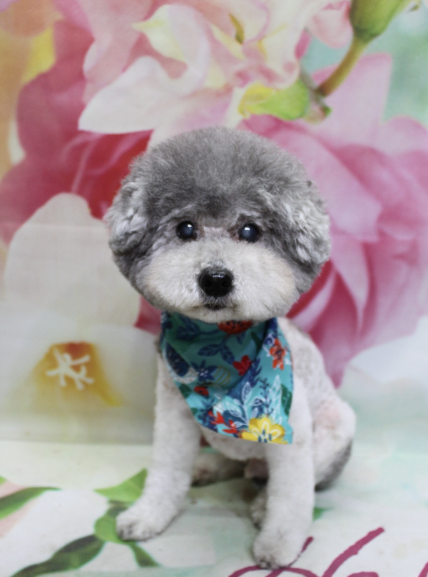 トイプードルのししまるくん♪ 花柄背景で「Hello」春色フラワーコーデフォト！
こんにちは！ 有限会社A HAPPY DOG LIFEです。本日も可愛いわんちゃんがトリミングに来てくれました♪

■ ししまるくん、薬用シャンプー＆まんまるアフロでさっぱりおめかし

本日はトイプードルのししまるくんがトリミングに来てくれました✨

本日は、お肌の状態に合わせて薬用シャンプーを使用し、皮膚をいたわりながら優しく洗い上げました。

カットは、体は3ミリでさっぱりと短く、お手入れしやすいスタイルに。お顔は黒くまんまるなおめめと、ちいさな黒いお鼻がよく見えるまんまるアフロに仕上げています。四肢はほっそりとしたシルエットになるように細めにカットし、尾はころんと丸いポンポンスタイルに整えました。グレーとホワイトの毛色のコントラストが映える、すっきりスタイルです♪

首元には、青地に赤・黄・青のお花がたくさん描かれたフラワースカーフをコーディネート。爽やかなブルーとカラフルなお花柄が、ししまるくんのやさしい雰囲気にぴったりのおめかしになりました。

■ 花柄背景＆「Hello」ロゴで春のごあいさつフォト📸

トリミングのあとは、お楽しみの記念撮影タイム♪

背景には、淡いピンクと白のお花が一面に描かれた、春らしいフラワーデザインのセットをセレクトしました。ぼかし調で広がる花びらがふんわりとした雰囲気を演出し、グレー×ホワイトの被毛とフラワースカーフを付けたししまるくんの表情を、よりいっそう引き立ててくれます。

足元の白い台には、ピンク色の文字で「Hello」とロゴが入り、春のあいさつカードのような世界観に。ししまるくんは台の上でちょこんとおすわりし、黒くまんまるなおめめでカメラをじっと見つめてくれました。花柄背景とカラフルなスカーフ、「Hello」ロゴ台の組み合わせで、春のごあいさつにも使いやすい、とっておきの1枚になりました💕

■ わんちゃんに優しいトリミング＆毎月変わる無料フォト

当サロンでは、わんちゃん一頭一頭にしっかり時間をかけ、負担の少ない丁寧な施術を心がけています。トリマーにも無理のない頭数調整を行い、落ち着いた環境のなかでトリミングを行うことで、わんちゃんがリラックスして過ごせるよう配慮しています。

トリミング後には、毎月変わる背景セットで記念撮影♪ 季節に合わせた背景に、首飾りやリボン、蝶ネクタイ、帽子、洋服など、わんちゃんの可愛さを引き立てるアイテムを多数ご用意しています。

被り物・洋服は約300着の中から、その子の雰囲気や毛色に合わせてお選びいただけます。撮影したお写真のデータは無料でお渡ししていますので、ご家族での記念や季節のごあいさつ用のお写真として、ぜひご活用ください。

■ ししまるくんの料金目安（トイプードル 5.5kg未満想定）

シャンプーコース：4,980円（税込）
シャンプーカットコース：5,980円（税込）
トリミングコース：45日以内 7,980円（税込）／46～52日 8,420円（税込）／53～59日 8,860円（税込）／60日以上 9,300円（税込）
※薬用シャンプーなどオプション内容により、所要時間・料金は変わる場合があります ※トリミングコースは前回のトリミングからの日数により料金が変動します。45日以内のご利用がお得です

========================
🐾トリマーブログはこちらから🐾
https://doging.com/category/trimmer/
========================

有限会社A HAPPY DOG LIFE

#トイプードル #トリミングサロン #鎌ケ谷 #犬のいる暮らし #ペットフォト