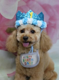 トイプードルのこてつくん♪ 1歳お誕生日おめでとうバースデーフォト！
こんにちは！ 有限会社A HAPPY DOG LIFEです。本日も可愛いわんちゃんがトリミングに来てくれました♪

■ こてつくん、1歳のバースデーおめでとう！

本日はトイプードルのこてつくんがご来店。1歳のお誕生日を迎えた記念のトリミングデーでした✨

まずは、口の中をすっきり清潔に保つためのハーブ歯磨きと、被毛やお肌にやさしい自然流シャンプーをご利用いただきました。

本日はシャンプーカットコースで、全体は日常のお手入れがしやすいように整え、お顔まわりは、黒くまんまるなおめめとちいさな黒いお鼻がよく見えるよう、バランスを見ながらカットしました。

ボディはふんわり丸いおパンツカットスタイル。後ろ姿ももこっと丸く見えるように仕上げているので、お散歩中もとってもキュートです♪

■ バースデー帽子＆スペシャル衣装で記念撮影📸

トリミングのあとは、お楽しみの記念撮影タイム♪

こてつくんには、淡いピンクの花柄背景をバックに、さまざまなコーデで撮影を楽しんでもらいました。

1枚目は、きらきらしたブルーの王冠に「1」の数字が付いたバースデー帽子をかぶって、首元には「IT'S MY BIRTH DAY!」とカラフルに描かれたバースデースタイをコーディネート。にっこり舌を出した表情で、1歳のお誕生日にぴったりの記念フォトになりました。

そのほかにも、白×赤のポイントが入ったナース風コーデや、黄色いツノ付きニット帽＆虎柄タンクトップの鬼さんコーデ、赤鬼帽子と虎柄マフラーの節分コーデ、オレンジのフードにカラフルな刺繍バンダナを合わせた和風コーデなど、表情豊かなショットがたくさん撮れました。

※オプションをお選びいただいた方には、帽子をかぶったお写真をお撮りしています
※今月お誕生日月のわんちゃんには、バースデー帽子をかぶった記念写真をご用意しています

こてつくん、1歳のお誕生日おめでとう♪ これからも元気に、楽しい毎日を過ごしてね。

■ わんちゃんに優しいトリミング＆毎月変わる無料フォト

当サロンでは、わんちゃん一頭一頭にしっかり時間をかけ、負担の少ない丁寧な施術を心がけています。トリマーにも無理のない頭数調整を行い、落ち着いた環境のなかでトリミングを行うことで、わんちゃんがリラックスして過ごせるよう配慮しています。

トリミング後には、毎月変わる背景セットで記念撮影♪ 季節に合わせた背景に、首飾りやリボン、蝶ネクタイ、帽子、洋服など、わんちゃんの可愛さを引き立てるアイテムを多数ご用意しています。

被り物・洋服は約300着の中から、その子の雰囲気や毛色に合わせてお選びいただけます。撮影したお写真のデータは無料でお渡ししていますので、ご家族での記念や季節のごあいさつ用のお写真として、ぜひご活用ください。

■ こてつくんの料金目安（トイプードル 5.5kg未満想定）

シャンプーコース：4,980円（税込）
シャンプーカットコース：5,980円（税込）
トリミングコース：45日以内 7,980円（税込）／46～52日 8,420円（税込）／53～59日 8,860円（税込）／60日以上 9,300円（税込）
※犬の体格・毛量・月齢・オプション内容により、所要時間・料金は変わる場合があります ※トリミングコースは前回のトリミングからの日数により料金が変動します。45日以内のご利用がお得です

========================
🐾トリマーブログはこちらから🐾
https://doging.com/category/trimmer/
========================

有限会社A HAPPY DOG LIFE

#トイプードル #トリミングサロン #鎌ケ谷 #犬のいる暮らし #ペットフォト