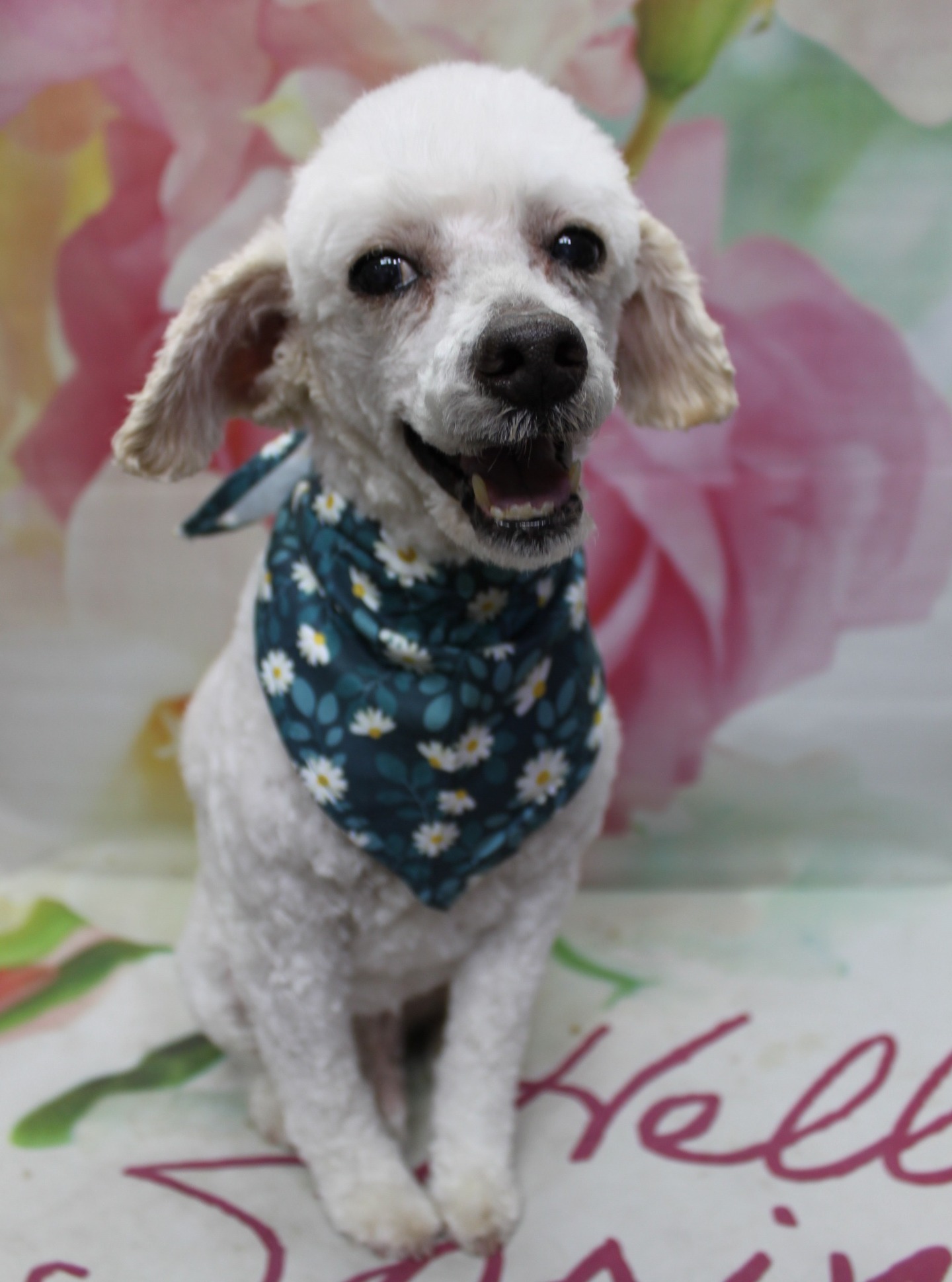 トイプードルのチップくん♪ 花柄背景で「Hello Spring」グリーンデイジーコーデフォト！
こんにちは！ 有限会社A HAPPY DOG LIFEです。本日も可愛いわんちゃんがトリミングに来てくれました♪

■ チップくん、すっきりボディ＆グリーンデイジーバンダナでおめかし

本日はトイプードルのチップくんがトリミングに来てくれました✨

体と四肢は6ミリのバリカンでそろえ、全身をすっきりコンパクトなシルエットにカット。お耳も6ミリでフチの形に沿って整え、丸みを残しつつお手入れしやすいスタイルに仕上げています。お顔は全体的に短めにカットして、黒くまんまるなおめめとちいさな黒いお鼻がよく見えるショートフェイスに♪ しっぽは毛先を残した長丸スタイルで、振ったときにふんわりと揺れるように仕上げました。

首元には、白いデイジー柄がちりばめられたグリーンのバンダナをコーディネート。フレッシュなグリーンとデイジーのお花模様が、ホワイトの被毛に映えて、春のお出かけにもぴったりの爽やかなおめかしスタイルになりました。

■ 花柄背景＆「Hello Spring」マットで春色記念フォト📸

トリミングのあとは、お楽しみの記念撮影タイム♪

背景には、淡いピンクと白のお花が一面にぼかし調で描かれた、春らしいフラワーデザインのセットをセレクトしました。柔らかな花びらのグラデーションが、チップくんの明るい被毛とグリーンのバンダナをやさしく引き立ててくれます。

足元には、筆記体で「Hello Spring」と書かれた白いマットをセット。その上でチップくんがちょこんとおすわりし、口を開けて舌をちろっと出しながら正面を見つめてくれました。にっこりしているような表情と、デイジー柄バンダナ、花柄背景と「Hello Spring」マットの組み合わせで、春のごあいさつにも使いやすい、とっておきの一枚になりました💕

■ わんちゃんに優しいトリミング＆毎月変わる無料フォト

当サロンでは、わんちゃん一頭一頭にしっかり時間をかけ、負担の少ない丁寧なトリミングを心がけています。トリマーにも無理のない頭数調整を行い、落ち着いた環境のなかで施術することで、わんちゃんがリラックスして過ごせるよう配慮しています。

トリミング後には、毎月変わる背景セットで記念撮影♪ 季節に合わせた背景に、首飾りやリボン、蝶ネクタイ、帽子、洋服など、わんちゃんの可愛さを引き立てるアイテムを多数ご用意しています。

被り物・洋服は約300着の中から、その子の雰囲気や毛色に合わせてお選びいただけます。撮影したお写真のデータは無料でお渡ししていますので、ご家族での記念や季節のごあいさつ用のお写真として、ぜひご活用ください。

■ チップくんの料金目安（トイプードル 5.5kg未満の場合）

シャンプーコース：4,980円（税込）
シャンプーカットコース：5,980円（税込）
トリミングコース：45日以内 7,980円（税込）／46～52日 8,420円（税込）／53～59日 8,860円（税込）／60日以上 9,300円（税込）
※犬の体格・毛量・月齢・オプション内容により、所要時間・料金は変わる場合があります ※トリミングコースは前回のトリミングからの日数により料金が変動します。45日以内のご利用がお得です

========================
🐾トリマーブログはこちらから🐾
https://doging.com/category/trimmer/
========================

有限会社A HAPPY DOG LIFE

#トイプードル #トリミングサロン #鎌ケ谷 #犬のいる暮らし #ペットフォト