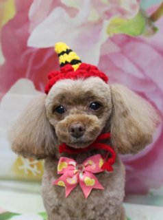 トイプードルのチョコくん♪ 春色鬼さん帽子＆ハートリボンフォト！
こんにちは！ 有限会社A HAPPY DOG LIFEです。本日も可愛いわんちゃんがトリミングに来てくれました♪

■ チョコくん、8ミリカット＆ベアカットでスッキリおめかし

本日はトイプードルのチョコくんがトリミングに来てくれました✨

全身は8ミリでスッキリとカットし、日常のお手入れがしやすいスタイルに。体のラインがきれいに見えるようバランスを見ながら整え、お顔は短めのベアカットで、黒くまんまるなおめめとちいさな黒いお鼻がよく見えるように仕上げました。

お耳はこれから伸ばしていく予定なので、毛先のラインをそろえながら、ふんわり感を残してカット。しっぽは棒状のスタイルで、おすわりしたときにもスッときれいに見えるシルエットです。

■ オプションのハーブ歯磨き＆鬼さん帽子フォト📸

本日は、トリミングと合わせてハーブ歯磨きのオプションもご利用いただきました。お口まわりのケアは、ニオイや汚れが気になる前からこまめに続けてあげるのがおすすめです。

トリミングとオプションの後は、お楽しみの記念撮影タイム♪

チョコくんには、赤いニットの鬼さん帽子をかぶってもらいました。赤・黄色・黒のボーダー柄のツノがちょこんと付いたデザインで、短めベアカットのお顔とのバランスもぴったりです。

首元には、中央にストーンがきらっと光るピンクのリボンタイをコーディネート。リボンには黄色いハートやピンクの模様があしらわれており、ブラウンの被毛に映えるガーリーな差し色になっています。

■ 花柄背景で春色鬼さんハートフォト

撮影背景には、淡いピンクと白のお花が一面に描かれた、春らしいフラワーデザインのセットをセレクトしました。ぼかし調で広がる花びらがふんわりとした雰囲気を演出し、チョコくんのまんまるフェイスをやさしく引き立ててくれます。

床には、グリーンの葉とピンクの模様が入ったマットを敷き、その上でチョコくんがちょこんとおすわり。鬼さん帽子とハートリボン、花柄背景の組み合わせで、節分シーズンから春のごあいさつにも使いやすい一枚になりました💕

■ チョコくんの料金目安（トイプードル 5.5kg未満の場合）

シャンプーコース：4,980円（税込）
シャンプーカットコース：5,980円（税込）
トリミングコース：45日以内 7,980円（税込）／46～52日 8,420円（税込）／53～59日 8,860円（税込）／60日以上 9,300円（税込）
※犬の体格・毛量・月齢・オプション内容により、所要時間・料金は変わる場合があります ※トリミングコースは前回のトリミングからの日数により料金が変動します。45日以内のご利用がお得です

========================
🐾トリマーブログはこちらから🐾
https://doging.com/category/trimmer/
========================

有限会社A HAPPY DOG LIFE

#トイプードル #トリミングサロン #鎌ケ谷トリミング #犬のいる暮らし #ペットフォト