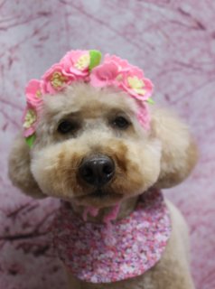 トイプードルのジョイくん♪ ハーブ歯磨き＆炭酸泉でさっぱり春色フォト！
こんにちは！ 有限会社A HAPPY DOG LIFEです。本日も可愛いわんちゃんがトリミングに来てくれました♪

■ ジョイくん、体5ミリ＆筒状あんよのすっきりスタイル

本日はトイプードルのジョイくんがトリミングに来てくれました✨

ボディはバリカン5ミリで全体をすっきりとカットし、足はストンとした筒状シルエットに仕上げました。ふんわり感を残しつつも、お手入れしやすいスタイルなので、おうちでのブラッシングやケアもラクになります。

お顔は、黒くまんまるなおめめとちいさな黒いお鼻がよく見えるベアカットスタイルに♪ お耳は輪郭に沿うように丸くカットし、全体的にやさしい雰囲気の、子ぐまさんのようなシルエットになりました。

■ ハーブ歯磨き＆炭酸泉で口元＆皮ふ・被毛ケア

今回は通常のトリミングに加えて、ハーブ歯磨きと炭酸泉のオプションもご利用いただきました。

ハーブ歯磨きでは、やさしい成分のハーブペーストを使って歯と歯ぐきを丁寧にケア。炭酸泉では、きめ細かな泡のお湯に浸かることで皮ふと被毛をすっきり洗い上げ、ふんわりとした触り心地に整えます。いつものトリミングにプラスすることで、口元やお肌のケアを一緒に叶えたい方におすすめのオプションです。

■ お花の冠＆くまさん帽子・唐草帽子・テディベアチャームで春色フォト📸

トリミングのあとは、お楽しみの記念撮影タイム♪

桜モチーフの淡いピンクの背景セットを使って、春らしいおめかしフォトを撮影しました。ピンクのお花の冠と小花柄のバンダナでガーリーなスタイル、くまさんモチーフの手編み帽子と和柄バンダナでちょっとユニークなスタイル、緑の唐草模様の帽子＆バンダナの和風スタイル、そしてテディベアのチャーム付き首輪でシンプルかわいいスタイルなど、いろいろなパターンで撮影しています。

当サロンでは、ハーブ歯磨きや炭酸泉などのオプションをお選びいただいた方に、帽子を被った特別フォトもお撮りしています。季節に合わせた背景とアイテムで、とっておきの一枚をぜひお楽しみください💕

#トイプードル #トリミングサロン #犬のいる暮らし #ペットフォト #鎌ケ谷