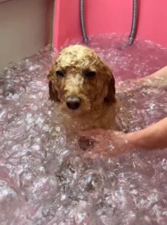 トイプードルのくるみちゃん♪ 桜背景で春色オプション満喫フォト！
こんにちは！ 有限会社A HAPPY DOG LIFEです。本日も可愛いわんちゃんがトリミングに来てくれました♪

■ くるみちゃん、ふんわりベアカット＆春色アクセでおめかし

本日はトイプードルのくるみちゃんがトリミングに来てくれました✨

トリミング後のスタイルは、体を6ミリでスッキリとカットし、四肢は体に合わせて筒状シルエットに。お顔はふんわりと丸みを出したベアカットに仕上げ、お耳としっぽ（尾）は、ころんとしたまるいシルエットで整えました。

撮影では、ピンクのお花の冠や花柄バンダナ、和柄スタイル、卒業ガウン、忍者コーデなど、春のお祝いシーンにぴったりのコーデでおめかし♪ くるみちゃんの明るいブラウンの被毛と、黒くまんまるな瞳がよく映える、とっておきのスタイルになりました。

■ ハーブ歯磨き＆オゾンバブル温浴でリフレッシュ

本日はトリミングと合わせて、ハーブ歯磨きとオゾンバブル温浴のオプションもご利用いただきました。

オゾンバブル温浴では、きめ細かな泡のお風呂にゆったり浸かりながら、皮膚や被毛をすっきりリフレッシュ。千葉県佐倉市からお越しいただいたトイプードルのくるみちゃんの温浴動画も撮影し、気持ち良さそうにバスタイムを楽しむ様子がとても印象的でした。

ハーブ歯磨きは、口もとをやさしくケアしながら、日頃のデンタルケアのサポートとしてご利用いただける人気オプションです。

■ 帽子を被った「桜フォト」はオプションご利用のわんちゃん限定♪

当サロンでは、トリミング後に毎月変わる背景セットで記念撮影を行っています。今月は、桜の花びらがふんわり広がる春らしい背景をご用意しました。

オプションメニューをお選びいただいたわんちゃんには、帽子を被った特別フォトをお撮りしています。くるみちゃんも、桜の花冠やカラフルな帽子を合わせて、春のお祝いシーンにぴったりな1枚に♪

記念写真のデータは無料でお渡ししていますので、ご家族への近況報告や季節のごあいさつ写真として、ぜひご活用ください。

■ くるみちゃんの料金目安（トイプードル 5.5kg未満想定）

シャンプーコース：4,980円（税込）
シャンプーカットコース：5,980円（税込）
トリミングコース：45日以内 7,980円（税込）／46～52日 8,420円（税込）／53～59日 8,860円（税込）／60日以上 9,300円（税込）
※犬の体格・毛量・月齢・オプション内容により、所要時間・料金は変わる場合があります ※トリミングコースは前回のトリミングからの日数により料金が変動します。45日以内のご利用がお得です

========================
🐾トリマーブログはこちらから🐾
https://doging.com/category/trimmer/
========================

有限会社A HAPPY DOG LIFE

#トイプードル #トリミングサロン #犬のいる暮らし #ペットフォト #鎌ケ谷