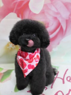 トイプードルのトトくん♪ 花柄背景で春色「Love」フォト！
こんにちは！ 有限会社A HAPPY DOG LIFEです。本日も可愛いわんちゃんがトリミングに来てくれました♪

■ トトくん、体13ミリ＆四肢筒状カットでまんまるベアスタイル

本日はトイプードルのトトくんがトリミングに来てくれました✨

ボディはバリカン13ミリで、全身をすっきりと整えました。四肢は根元から足先まで、まっすぐなラインを意識した筒状カットにすることで、ぽてっとしたシルエットが引き立つスタイルです。

お顔は、マズルまわりをほどよく短くして口元をすっきりさせた耳つなげベアカット。耳の被毛を頬のラインにつなげることで、横から見てもまんまるなシルエットになるよう仕上げています。お耳の先はフチで丸くカットし、黒くまんまるなおめめとちいさな黒いお鼻がよく見える、愛らしい表情になりました♪

首元には、赤とピンクのハートがたくさん描かれた「Love!」ロゴ入りスカーフをコーディネート。黒い被毛とのコントラストで華やかさがぐっと増し、春のお出かけにもぴったりのおめかしスタイルになりました。

■ ピンク花柄背景で春色「Love」記念フォト📸

トリミングのあとは、お楽しみの記念撮影タイム♪

背景には、淡いピンクと白のお花が一面に描かれた、春らしいフラワーデザインのセットをセレクトしました。ぼかし調で広がる花びらがやさしい雰囲気を演出し、トトくんのつぶらな瞳と、ふんわりまんまるなお顔をより一層引き立ててくれます。

トトくんはマットの上でちょこんとおすわりし、口を少し開けて舌をぺろっと見せながらカメラを見つめてくれました。ハートたっぷりの「Love!」スカーフと花柄背景の組み合わせで、春のごあいさつにも使いやすい、とっておきの1枚になりました💕

■ わんちゃんに優しいトリミング＆毎月変わる無料フォト

当サロンでは、わんちゃん一頭一頭にしっかり時間をかけ、負担の少ない丁寧な施術を心がけています。トリマーにも無理のない頭数調整を行い、落ち着いた環境のなかでトリミングを行うことで、わんちゃんがリラックスして過ごせるよう配慮しています。

トリミング後には、毎月変わる背景セットで記念撮影♪ 季節に合わせた背景に、首飾りやリボン、蝶ネクタイ、帽子、洋服など、わんちゃんの可愛さを引き立てるアイテムを多数ご用意しています。

被り物・洋服は約300着の中から、その子の雰囲気や毛色に合わせてお選びいただけます。撮影したお写真のデータは無料でお渡ししていますので、ご家族での記念や季節のごあいさつ用のお写真として、ぜひご活用ください。

■ トトくんの料金目安（トイプードル 5.5kg未満想定）

シャンプーコース：4,980円（税込）
シャンプーカットコース：5,980円（税込）
トリミングコース：45日以内 7,980円（税込）／46～52日 8,420円（税込）／53～59日 8,860円（税込）／60日以上 9,300円（税込）
※犬の体格・毛量・月齢・オプション内容により、所要時間・料金は変わる場合があります ※トリミングコースは前回のトリミングからの日数により料金が変動します。45日以内のご利用がお得です

========================
🐾トリマーブログはこちらから🐾
https://doging.com/category/trimmer/
========================

有限会社A HAPPY DOG LIFE

#トイプードル #トリミングサロン #鎌ケ谷 #犬のいる暮らし #ペットフォト