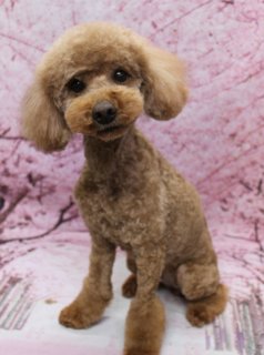 トイプードルのファーファ
♪ 桜背景で春色マイアミカットフォト！
こんにちは！ 有限会社A HAPPY DOG LIFEです。

■ ファーファ、5ミリボディ＆マイアミ風カットでおめかし

ボディは5ミリで短めにすっきりカット。足先に向かってふんわりボリュームを残したマイアミ風カットで、メリハリのあるシルエットに仕上げました。お手入れのしやすさと可愛らしさを両立したスタイルです。

お顔は、くりっとした黒いおめめと、ちいさな黒いお鼻がよく見えるベアカット。頭と耳の毛を自然につなげることで、まんまるシルエットが引き立ち、ぬいぐるみのような愛らしい表情になりました♪

■ 桜モチーフ背景で春爛漫の記念フォト📸

トリミングのあとは、お楽しみの記念撮影タイム♪

背景には、淡いピンクの桜が一面に広がる桜モチーフ背景をセレクトしました。ふんわりとぼかした桜の花びらと枝が優しい雰囲気をつくり、ファーファの明るいブラウンの被毛をより一層引き立ててくれます。

ファーファはちょこんとおすわりし、カメラの方をまっすぐ見つめてくれました。柔らかな表情のベアカットとマイアミ風の足元、桜色の背景の組み合わせで、春のごあいさつにも使いやすい、とっておきの一枚になりました💕

■ わんちゃんに優しいトリミング＆毎月変わる無料フォト

当サロンでは、わんちゃん一頭一頭にしっかり時間をかけ、負担の少ない丁寧な施術を心がけています。トリマーにも無理のない頭数調整を行い、落ち着いた環境のなかでトリミングを行うことで、わんちゃんがリラックスして過ごせるよう配慮しています。

トリミング後には、毎月変わる背景セットで記念撮影♪ 季節に合わせた背景に、首飾りやリボン、蝶ネクタイ、帽子、洋服など、わんちゃんの可愛さを引き立てるアイテムを多数ご用意しています。

被り物・洋服は約300着の中から、その子の雰囲気や毛色に合わせてお選びいただけます。撮影したお写真のデータは無料でお渡ししていますので、ご家族での記念や季節のごあいさつ用のお写真として、ぜひご活用ください。

■ ファーファちゃんの料金目安（トイプードル 5.5kg未満想定）

シャンプーコース：4,980円（税込）
シャンプーカットコース：5,980円（税込）
トリミングコース：45日以内 7,980円（税込）／46～52日 8,420円（税込）／53～59日 8,860円（税込）／60日以上 9,300円（税込）
※犬の体格・毛量・月齢・オプション内容により、所要時間・料金は変わる場合があります ※トリミングコースは前回のトリミングからの日数により料金が変動します。45日以内のご利用がお得です

========================
🐾トリマーブログはこちらから🐾
https://doging.com/category/trimmer/
========================

有限会社A HAPPY DOG LIFE

#ahappydoglife #鎌ケ谷トリミングサロン #トイプードル #犬のいる暮らし