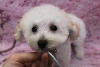 12/1生まれトイプードル子犬4頭♪ ホワイト＆ブラック兄妹のご紹介
こんにちは！ 有限会社A HAPPY DOG LIFEです。本日は、当犬舎で大切に育てているトイプードルの子犬たちをご紹介します♪

■ 12/1生まれ・トイプードル兄妹4頭のご紹介

写真の子犬たちは、12/1生まれのトイプードル兄妹です。

ホワイトの男の子（首元：水色ゴム）
ホワイトの男の子（首元：青ゴム）
ブラックの男の子
ホワイトの女の子
みんな、黒くまんまるなおめめと、ちいさな黒いお鼻がチャームポイント。お顔はまるく整えており、ふわふわのパピーコートがよく似合う、あどけない表情の子たちです。

撮影では、淡いピンクの桜柄背景の前で、それぞれスタッフの手にあごや首元を支えられながらポーズをとってくれました。ホワイトの男の子は水色・青のゴムで見分けがつくようにしており、ブラックの男の子、ホワイトの女の子も、それぞれ個性の違う可愛らしさを見せてくれています。

■ 社会化や基本的なしつけにも配慮してお世話しています

当犬舎では、子犬たちが新しいご家族のもとで安心して暮らせるよう、日々の暮らしの中で少しずつ社会化トレーニングを行っています。

兄弟犬同士でのふれあい
人の手で触れられることに慣れること
生活音など、日常にあるさまざまな音への慣れ
新しい環境へ巣立つまでの間、体調管理に気を配りながら、子犬たちのペースに合わせてお世話を続けていきます。今後の成長の様子やお引渡し予定などは、順次お知らせしてまいりますので、トイプードルの子犬をお迎えしたい方は、お気軽にお問い合わせください。

■ トイプードルのトリミング料金目安（5.5kg未満の場合）

シャンプーコース：4,980円（税込）
シャンプーカットコース：5,980円（税込）
トリミングコース：45日以内 7,980円（税込）／46～52日 8,420円（税込）／53～59日 8,860円（税込）／60日以上 9,300円（税込）
※犬の体格・毛量・月齢・オプション内容により、所要時間・料金は変わる場合があります ※トリミングコースは前回のトリミングからの日数により料金が変動します。45日以内のご利用がお得です

========================
🐾トリマーブログはこちらから🐾
https://doging.com/category/trimmer/
========================

有限会社A HAPPY DOG LIFE

#トイプードル #トリミングサロン #鎌ケ谷トリミング #犬のいる暮らし #ペットフォト