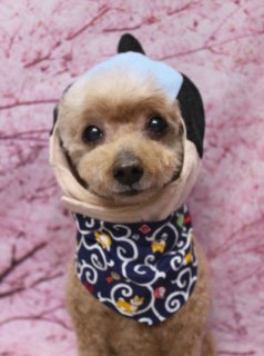 トイプードルのビビちゃん♪ パンダ帽子＆桜背景で春色フォト！
こんにちは！ 有限会社A HAPPY DOG LIFEです。本日も可愛いわんちゃんがトリミングに来てくれました♪

■ ビビちゃん、薬用シャンプー＆すっきりベアカットでおめかし

本日はトイプードルのビビちゃんがトリミングに来てくれました✨

まずはお肌や被毛の状態に配慮した薬用シャンプーで、皮膚をいたわりながらしっかり洗浄。トリミングでは、体はバリカン5ミリで短めに、四肢は足バリを入れて足元までスッキリと仕上げました。

お顔は、目と鼻がしっかり見えるすっきりめのベアカットに。黒くまんまるなおめめとちいさな黒いお鼻がきゅっと引き立つ、愛らしい表情になりました。お耳は耳の形に沿って自然な長さでカットし、シルエットがきれいに見えるように整えています。しっぽは根元から丸く整えたポンポンカットで、振るたびにふわっと揺れるキュートなスタイルになりました♪

■ オプションご利用でパンダ帽子ショット＆桜背景フォト📸

オプションをお選びいただいた方には、帽子をかぶった記念写真をお撮りしています。

ビビちゃんには、青色ベースに黒いお耳がちょこんと付いたパンダモチーフのニット帽をコーディネート。首元には、青地に白い渦巻き模様ときつねのイラストが描かれたバンダナを合わせ、遊び心のある楽しいおめかしスタイルになりました。

さらに別カットでは、桜の花びらと枝が描かれたピンク色の桜背景の前でちょこんとおすわりポーズ。お顔を少し傾けてカメラを見つめる姿がとても愛らしく、春のごあいさつにもぴったりの一枚になりました。

■ わんちゃんに優しいトリミング＆毎月変わる無料フォト

当サロンでは、わんちゃん一頭一頭にしっかり時間をかけ、負担の少ない丁寧な施術を心がけています。トリマーにも無理のない頭数調整を行い、落ち着いた環境のなかでトリミングを行うことで、わんちゃんがリラックスして過ごせるよう配慮しています。

トリミング後には、毎月変わる背景セットで記念撮影♪ 季節に合わせた背景に、首飾りやリボン、蝶ネクタイ、帽子、洋服など、わんちゃんの可愛さを引き立てるアイテムを多数ご用意しています。

被り物・洋服は約300着の中から、その子の雰囲気や毛色に合わせてお選びいただけます。撮影したお写真のデータは無料でお渡ししていますので、ご家族での記念や季節のごあいさつ用のお写真として、ぜひご活用ください。

■ ビビちゃんの料金目安（トイプードル 5.5kg未満の場合）

シャンプーコース：4,980円（税込）
シャンプーカットコース：5,980円（税込）
トリミングコース：45日以内 7,980円（税込）／46～52日 8,420円（税込）／53～59日 8,860円（税込）／60日以上 9,300円（税込）
※犬の体格・毛量・月齢・オプション内容により、所要時間・料金は変わる場合があります ※トリミングコースは前回のトリミングからの日数により料金が変動します。45日以内のご利用がお得です

========================
🐾トリマーブログはこちらから🐾
https://doging.com/category/trimmer/
========================

有限会社A HAPPY DOG LIFE

#トイプードル #トリミングサロン #鎌ケ谷トリミング #犬のいる暮らし #ペットフォト