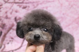 トイプードルの子犬ちゃん♪ 桜背景でふんわりシルバーフェイスフォト！
こんにちは！ 有限会社A HAPPY DOG LIFEです。

■ 10/2生まれ・シルバーのトイプードルの女の子です

まだあどけなさの残る子犬ちゃんですが、短めに整えたボディに、頭の上は丸くふんわりと仕上げたスタイル。やわらかなシルバーの被毛と、くりっとした黒いおめめ、ちいさな黒いお鼻がチャームポイントです。

お顔まわりは、目や鼻がよく見えるようすっきり整えたまんまるフェイススタイル。子犬らしい愛らしさを残しつつ、おうちでのお手入れもしやすいようにカットしています。

■ 桜色のぼかし背景で、ふんわり春色フォト📸

トリミングのあとは、お楽しみの記念撮影タイム♪

背景には、淡いピンク色に桜の花びらがふんわりとぼかし調で描かれた桜モチーフ背景をセレクトしました。やさしいピンクトーンが、シルバーの被毛と黒いおめめをいっそう引き立ててくれます。

スタッフの指にあごをちょこんとのせて、カメラをじっと見つめる子犬ちゃん。うるうるとした瞳と丸いフォルムが相まって、春のごあいさつにもぴったりな一枚になりました💕

■ わんちゃんに優しいトリミング＆毎月変わる無料フォト

当サロンでは、わんちゃん一頭一頭にしっかり時間をかけ、負担の少ない丁寧な施術を心がけています。トリマーにも無理のない頭数調整を行い、落ち着いた環境のなかでトリミングを行うことで、わんちゃんがリラックスして過ごせるよう配慮しています。

トリミング後には、毎月変わる背景セットで記念撮影♪ 季節に合わせた背景に、首飾りやリボン、蝶ネクタイ、帽子、洋服など、わんちゃんの可愛さを引き立てるアイテムを多数ご用意しています。

被り物・洋服は約300着の中から、その子の雰囲気や毛色に合わせてお選びいただけます。撮影したお写真のデータは無料でお渡ししていますので、ご家族での記念や季節のごあいさつ用のお写真として、ぜひご活用ください。

■ 本日のトイプードル子犬ちゃんの料金目安（トイプードル 5.5kg未満想定）

シャンプーコース：4,980円（税込）
シャンプーカットコース：5,980円（税込）
トリミングコース：45日以内 7,980円（税込）／46～52日 8,420円（税込）／53～59日 8,860円（税込）／60日以上 9,300円（税込）
※犬の体格・毛量・月齢・オプション内容により、所要時間・料金は変わる場合があります ※トリミングコースは前回のトリミングからの日数により料金が変動します。45日以内のご利用がお得です

========================
🐾トリマーブログはこちらから🐾
https://doging.com/category/trimmer/
========================

有限会社A HAPPY DOG LIFE

#トイプードル #トリミングサロン #鎌ケ谷トリミング #犬のいる暮らし #ペットフォト