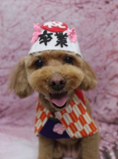 🌸《トイプードル・ルナちゃん》春色ふわもこフォト📸
＼まんまるフェイスで桜背景ショット／

本日はトイプードルのルナちゃんがご来店✨
明るいブラウンの毛色を生かして、全身はお手入れしやすいようにすっきり短めにカット。
足先までコロンと丸みを出しつつ、お顔は黒くまんまるなおめめと小さな黒いお鼻がよく見える【まんまるフェイス】スタイルに仕上げました🐶

首元には、ピンクのリボンがポイントの白いふわふわ素材の“お顔モチーフアクセサリー”をコーディネート。
ちいさな黒い目の刺しゅうが入った、ガーリーなふわもこアクセでとびきりキュートに♡

撮影タイムでは、満開の桜をイメージしたピンクの花びら＆枝模様の春背景をセット🌸
淡いピンクの桜が一面に描かれ、白い床に背景がふんわり映り込むやさしい雰囲気の中、
ルナちゃんは前足をそろえてちょこんとおすわり。カメラをまっすぐ見つめる姿がとっておきの一枚になりました💐

当サロンでは、わんちゃん一頭一頭にしっかり時間をかけた、負担の少ない丁寧なトリミングを心がけています。
トリミング後は【毎月変わる背景セット】で記念撮影♪
首飾り・リボン・蝶ネクタイ・帽子・洋服など、約300着のアイテムから、その子の雰囲気や毛色に合わせてお選びいただけます。
撮影データは《無料》でお渡ししていますので、季節のごあいさつやご家族の記念写真にぜひご活用ください📷

【ルナちゃん料金目安（トイプードル 5.5kg未満）】
・シャンプーコース：4,980円（税込）
・シャンプーカットコース：5,980円（税込）
・トリミングコース：
　45日以内 7,980円（税込）
　46～52日 8,420円（税込）
　53～59日 8,860円（税込）
　60日以上 9,300円（税込）
※体格・毛量・月齢・オプション内容により、所要時間・料金は変わる場合があります
※トリミングコースは前回トリミングからの日数で料金が変動します（45日以内のご利用がお得です）

春の記念フォトを撮りたい方、ふんわり可愛いカットをご希望の方は、お気軽にお問い合わせください🐾

【有限会社A HAPPY DOG LIFE】
住所：千葉県鎌ケ谷市西道野辺8-18
営業時間：9:00～17:30
定休日：不定休（事前予約・問い合わせ推奨）
駐車場：あり（事前確認推奨）
支払方法：記載なし
鎌ケ谷駅・馬込沢駅からアクセスしやすい、犬にもトリマーにも優しいトリミングサロンです。

#トイプードル #トリミングサロン #犬のいる暮らし #ペットフォト #鎌ケ谷