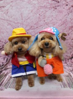 トイプードルのそらくん＆いちごちゃん♪ ハーブ歯磨き＆ファーメイクEXで桜フォト！
こんにちは！ 有限会社A HAPPY DOG LIFEです。本日も可愛いわんちゃんたちがトリミングに来てくれました♪

■ そらくん＆いちごちゃん、ハーブ歯磨き＆ファーメイクEXでつやつや仕上げ

本日はトイプードルのそらくん＆いちごちゃんがご来店しました✨

オプションでハーブ歯磨きと、ファーメイクEX＜スムーススタイル＞シャンプー＆コンディショナーを使用しました。キャッチコピーは「艶やかで、ツルツル感のあるスムースな仕上がりに」。被毛一本一本がさらりと整い、手触りもつやつやです。

カットは、体はすっきり5ミリ、四肢はバランスよく8ミリで整えました。お顔は黒くまんまるなおめめと、小さな黒いお鼻がよく見えるベアカット。尾はころんと可愛いポンポンに、お耳は丸くカットして、子犬のようなあどけなさを引き立てています。

■ 和風お祭りコーデ＆鬼さん風コーデで桜背景ツーショット📸

トリミングのあとは、お楽しみの記念撮影タイム♪

そらくんは、黄色い帽子に赤いリボン、赤い上着に黄色の帯、青いパンツを合わせた和テイストのお祭り風コーデ。元気いっぱいな雰囲気がぴったりです。

いちごちゃんは、角付きの青い帽子とオレンジ色のワンピースを合わせたキュートな和風鬼さん風コーデ。胸元のストライプ柄や袖先の丸い飾りがアクセントになり、個性的でガーリーなおしゃれスタイルになりました。

背景には、淡いピンクの桜が一面に広がる桜モチーフ背景をセレクト。満開の桜に囲まれたようなふんわりとした雰囲気のなか、2頭そろってカメラ目線でちょこんとおすわりし、春のごあいさつにも使いやすい、とっておきのツーショットが撮影できました💕

※帽子をかぶったお写真は、オプションをお選びいただいた子にお撮りしています

■ わんちゃんに優しいトリミング＆毎月変わる無料フォト

当サロンでは、わんちゃん一頭一頭にしっかり時間をかけ、負担の少ない丁寧な施術を心がけています。トリマーにも無理のない頭数調整を行い、落ち着いた環境のなかでトリミングを行うことで、わんちゃんがリラックスして過ごせるよう配慮しています。

トリミング後には、毎月変わる背景セットで記念撮影♪ 季節に合わせた背景に、首飾りやリボン、蝶ネクタイ、帽子、洋服など、わんちゃんの可愛さを引き立てるアイテムを多数ご用意しております。

被り物・洋服は約300着の中から、その子の雰囲気や毛色に合わせてお選びいただけます。撮影したお写真のデータは無料でお渡ししていますので、ご家族での記念や季節のごあいさつ用のお写真として、ぜひご活用ください。

■ そらくん＆いちごちゃんの料金目安（トイプードル 5.5kg未満想定）

シャンプーコース：4,980円（税込）
シャンプーカットコース：5,980円（税込）
トリミングコース：45日以内 7,980円（税込）／46～52日 8,420円（税込）／53～59日 8,860円（税込）／60日以上 9,300円（税込）
※犬の体格・毛量・月齢・オプション内容により、所要時間・料金は変わる場合があります ※トリミングコースは前回のトリミングからの日数により料金が変動します。45日以内のご利用がお得です

========================
🐾トリマーブログはこちらから🐾
https://doging.com/category/trimmer/
========================

有限会社A HAPPY DOG LIFE

#ahappydoglife #鎌ケ谷トリミングサロン #トイプードル #犬のいる暮らし