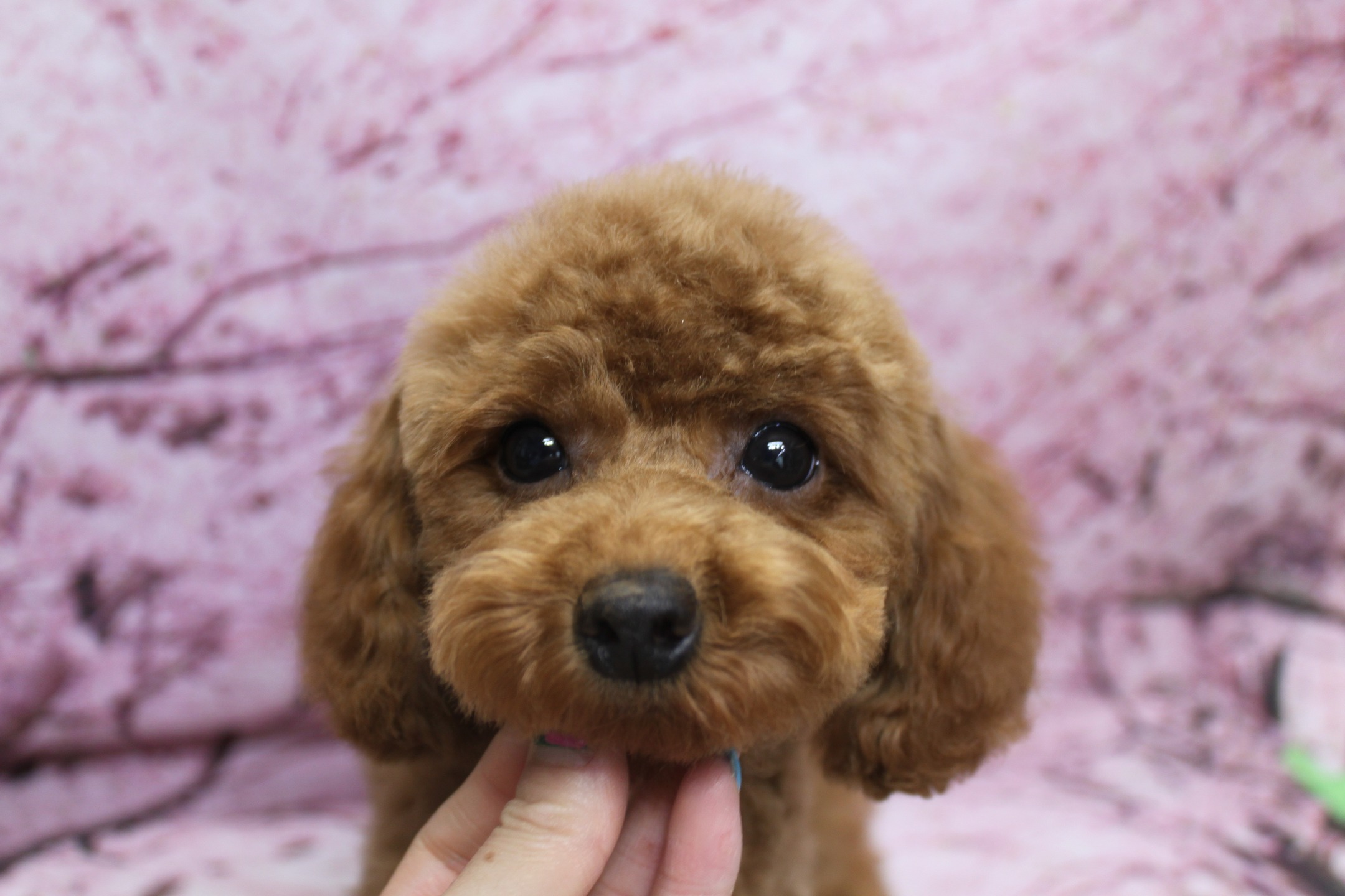 トイプードルの子犬ココちゃん♪ 桜背景で巣立ち前のふんわりフェイスフォト
こんにちは！ 有限会社A HAPPY DOG LIFEです。本日は、当犬舎で大切に育ててきたトイプードルの子犬の巣立ち前ショットのご紹介です♪

■ 10/10生まれ・レッドのトイプードル女の子「ココちゃん」

写真の子犬は、10/10生まれのトイプードル（レッド）の女の子・ココちゃんです。明るい茶色の被毛を短めにカットし、全体に丸みを持たせたふんわりシルエットに仕上げました。

お顔まわりは、黒くまんまるな瞳と、ちいさな黒いお鼻がよく見えるまんまるフェイススタイル。あどけない表情とつぶらな瞳がとても愛らしく、子犬らしい可愛さがぎゅっと詰まったスタイルになっています。

撮影のときは、スタッフの指にあごをちょこんとのせてリラックス。安心しきった様子でカメラを見つめてくれました。

■ 桜モチーフ背景で「幸せになってね」巣立ち前フォト📸

背景には、淡いピンクの桜の花びらと枝が一面に描かれた桜モチーフ背景をセレクトしました。ぼかし調の桜模様がやさしく広がり、レッドの毛色と丸いお顔をより一層引き立ててくれます。

ココちゃんはカメラに正面を向き、きらっと光る瞳でこちらをじっと見つめてくれました。桜背景とふんわりフェイスの組み合わせで、「明日から新しいお家でもたくさん幸せになってね」と願いを込めた、とっておきの巣立ち記念フォトになりました。

■ 明日いよいよお引渡し予定です

ココちゃんは、明日ご新居へお引渡し予定です。兄弟犬や周りの環境との関わりを通して社会化を進めながら、生活リズムやトイレ練習など、基本的なトレーニングも少しずつ行ってきました。

私たちにとって、子犬の巣立ちは毎回うれしさと少しのさみしさが入り混じる瞬間です。これからは、新しいご家族のもとでたくさん遊んで、たくさん甘えて、ココちゃんらしく元気いっぱいに過ごしてくれたらうれしいなと思っています。

ココちゃん、たくさんの笑顔と幸せを運ぶ存在になりますように…
ご家族の皆さま、今後ともどうぞよろしくお願いいたします。

■ トイプードルの料金目安（5.5kg未満の場合）

シャンプーコース：4,980円（税込）
シャンプーカットコース：5,980円（税込）
トリミングコース：45日以内 7,980円（税込）／46～52日 8,420円（税込）／53～59日 8,860円（税込）／60日以上 9,300円（税込）
※犬の体格・毛量・月齢・オプション内容により、所要時間・料金は変わる場合があります ※トリミングコースは前回のトリミングからの日数により料金が変動します。45日以内のご利用がお得です

========================
🐾トリマーブログはこちらから🐾
https://doging.com/category/trimmer/
========================

【有限会社A HAPPY DOG LIFE】
住所：千葉県鎌ケ谷市西道野辺8-18
営業時間：9:00〜17:30
定休日：不定休（事前予約・問い合わせ推奨）
駐車場：あり（事前確認推奨）
支払方法：記載なし
アクセス：東武野田線馬込沢駅西口より慈裕苑行きに乗り、藤台中央公園バス停下車徒歩3分／鎌ヶ谷駅から車で約6分／鎌ヶ谷道野辺郵便局近く
電話：047-412-9630

#トイプードル #鎌ケ谷トリミング #犬のいる暮らし #桜フォト #ahappydoglife