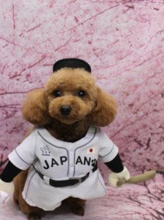トイプードルのスイちゃん♪ WBC応援ユニフォーム＆帽子コーデで桜フォト！
こんにちは！ 有限会社A HAPPY DOG LIFEです。本日も可愛いわんちゃんがトリミングに来てくれました♪

■ スイちゃん、ふべアカット＆足バリでスッキリスタイルに

本日はトイプードルのスイちゃんがトリミングに来てくれました✨

トリミング後は、体はバリカン10ミリで全体を整え、四肢は足バリをしてすっきりとした筒状シルエットに仕上げました。お顔はふんわり感を残したふベアカットで、黒くまんまるなおめめとちいさな黒いお鼻がよく見えるスタイルに♪ 耳は丸みを意識したヘッドフォン風シルエットに整え、目元の印象が優しくなるよう、まつ毛を少しカットしています。

オプションではハーブ歯磨きと自然流シャンプーをご利用いただきました。やさしい成分のシャンプーで被毛とお肌をいたわりながら、口腔ケアもしっかりサポートしています。

■ WBC応援ユニフォーム＆鬼さん帽子で桜背景フォト📸

トリミングのあとは、お楽しみの記念撮影タイム♪

今回は、オプションをお選びいただいたわんちゃん限定の帽子ありフォトを撮影しました。背景には、淡いピンクの桜が一面に広がる桜モチーフ背景をセレクトし、春らしい雰囲気の中で撮影しています。

スイちゃんは、胸元に「JAPAN」のロゴが入った野球ユニフォーム風ウェア＆キャップ姿で、WBC日本代表を応援するスペシャルコーデに♪ さらに、別ショットでは、卒業シーズンぴったりの袴風コーデ、ワンピースのチョッパーコーデや泥棒風コーデ、楽しいコスチュームでおめかししたバリエーションショットも撮影しました。

※現在、店内ではWBCシーズンにあわせた応援コーデでの撮影もお楽しみいただけます。「頑張れ日本」の気持ちを込めた記念フォトにぜひご利用ください

スイちゃん、可愛い応援コーデで撮影に協力してくれてありがとう♪ またのお越しを心よりお待ちしております。

■ スイちゃんの料金目安（トイプードル 5.5kg未満想定）

シャンプーコース：4,980円（税込）
シャンプーカットコース：5,980円（税込）
トリミングコース：45日以内 7,980円（税込）／46～52日 8,420円（税込）／53～59日 8,860円（税込）／60日以上 9,300円（税込）
※犬の体格・毛量・月齢・オプション内容により、所要時間・料金は変わる場合があります ※トリミングコースは前回のトリミングからの日数により料金が変動します。45日以内のご利用がお得です

========================
🐾トリマーブログはこちらから🐾
https://doging.com/category/trimmer/
========================

【有限会社A HAPPY DOG LIFE】
住所：千葉県鎌ケ谷市西道野辺8-18
営業時間：9:00〜17:30
定休日：不定休（事前予約・問い合わせ推奨）
駐車場：あり（事前確認推奨）
支払方法：記載なし
アクセス：東武野田線馬込沢駅西口より慈裕苑行きに乗り、藤台中央公園バス停下車徒歩3分／鎌ヶ谷駅から車で約6分／鎌ヶ谷道野辺郵便局近く
電話：047-412-9630

#トイプードル #鎌ケ谷トリミング #犬のいる暮らし #桜フォト #ahappydoglife