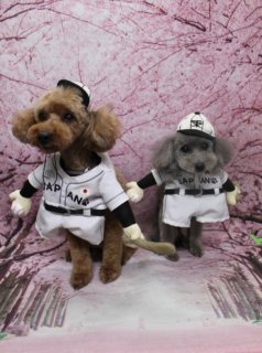 トイプードルのロビンくん＆コアラちゃん♪ 桜背景で侍ジャパン応援ツーショットフォト！
こんにちは！ 有限会社A HAPPY DOG LIFEです。本日も可愛いわんちゃんたちがトリミングに来てくれました♪

■ ロビンくん＆コアラちゃん、侍ジャパン風ユニフォームでおめかし

本日はトイプードルのロビンくん＆コアラちゃんがトリミングに来てくれました✨

ロビンくんは、体は3ミリ、足は8ミリで全身をすっきりカット。頭はふんわりベアカットで、お耳はあごラインで丸く整え、尾は太めの棒状に仕上げました。

コアラちゃんは、体5ミリで四肢は筒状にカット。お顔はロビンくんとおそろいのベアカットで、耳は短く丸くして、子犬のようなあどけない雰囲気に♪

オプションでは、ロビンくんにはハーブ歯磨きとオゾンシャワー、コアラちゃんにはオゾンシャワーをご利用いただきました。すっきりさっぱりしたあとに、侍ジャパン風のユニフォームとキャップを身につけて、野球ボールを持った元気いっぱいの応援コーデに変身です！

■ 桜モチーフ背景でWBC日本代表応援ツーショット📸

撮影ブースには、淡いピンクの桜が一面に描かれた桜モチーフ背景をセレクトしました。満開の桜と足元のピンクのクロスが、春らしい華やかな雰囲気を演出してくれます。

「JAPAN」のロゴと国旗が入った白いユニフォームに、同じデザインのキャップをかぶったロビンくん＆コアラちゃん。ボールを手にちょこんと並んだ姿は、まるで日本代表の選手のような可愛らしさです♪

本日はWBC日本vs韓国戦が行われます。桜背景の中で並んだ2頭の応援ツーショットは、「頑張れ日本！」とエールを送っているような、とっておきの記念フォトになりました。

■ オプションご利用わんちゃんには「帽子フォト」をプレゼント

当サロンでは、トリミング後に毎月変わる背景セットで記念撮影を行っていますが、オプションメニューをお選びいただいたわんちゃんには、帽子をかぶった特別フォトもお撮りしています。

季節やイベントに合わせた帽子やかぶり物をご用意しており、その子の雰囲気や毛色に合わせてスタッフがコーディネート。撮影したお写真のデータは無料でお渡ししていますので、ご家族の思い出作りや季節のごあいさつ写真として、ぜひご活用ください。

■ ロビンくん＆コアラちゃんの料金目安（トイプードル 5.5kg未満想定）

シャンプーコース：4,980円（税込）
シャンプーカットコース：5,980円（税込）
トリミングコース：45日以内 7,980円（税込）／46～52日 8,420円（税込）／53～59日 8,860円（税込）／60日以上 9,300円（税込）
※犬の体格・毛量・月齢・オプション内容により、所要時間・料金は変わる場合があります ※トリミングコースは前回のトリミングからの日数により料金が変動します。45日以内のご利用がお得です

========================
🐾トリマーブログはこちらから🐾
https://doging.com/category/trimmer/
========================

有限会社A HAPPY DOG LIFE

#トイプードル #トリミングサロン #犬のいる暮らし #ペットフォト #鎌ケ谷